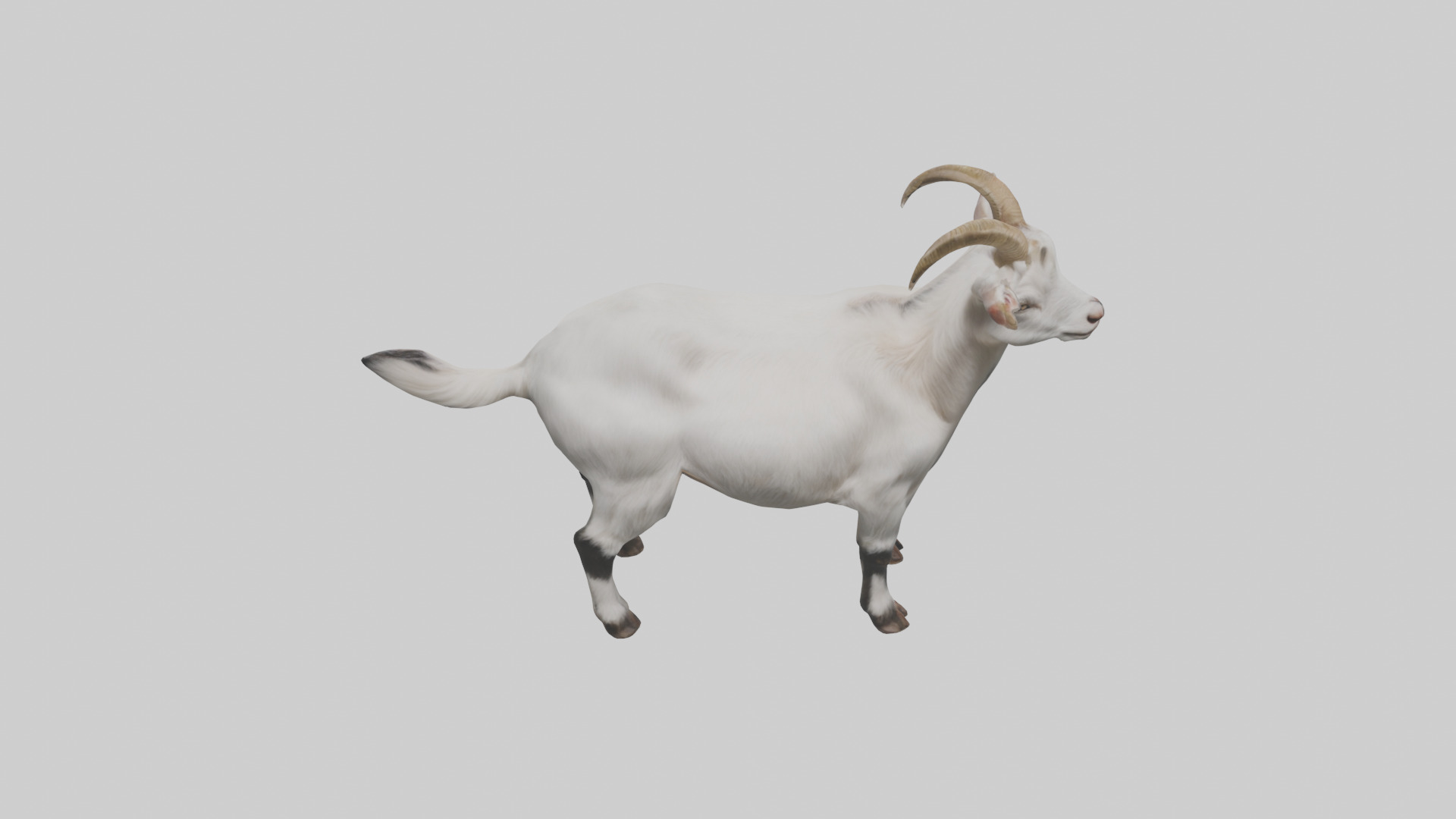 Domesticated Goat standing model 3D model_16