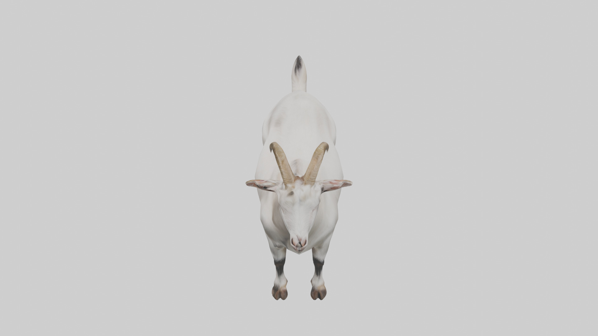 Domesticated Goat standing model 3D model_17
