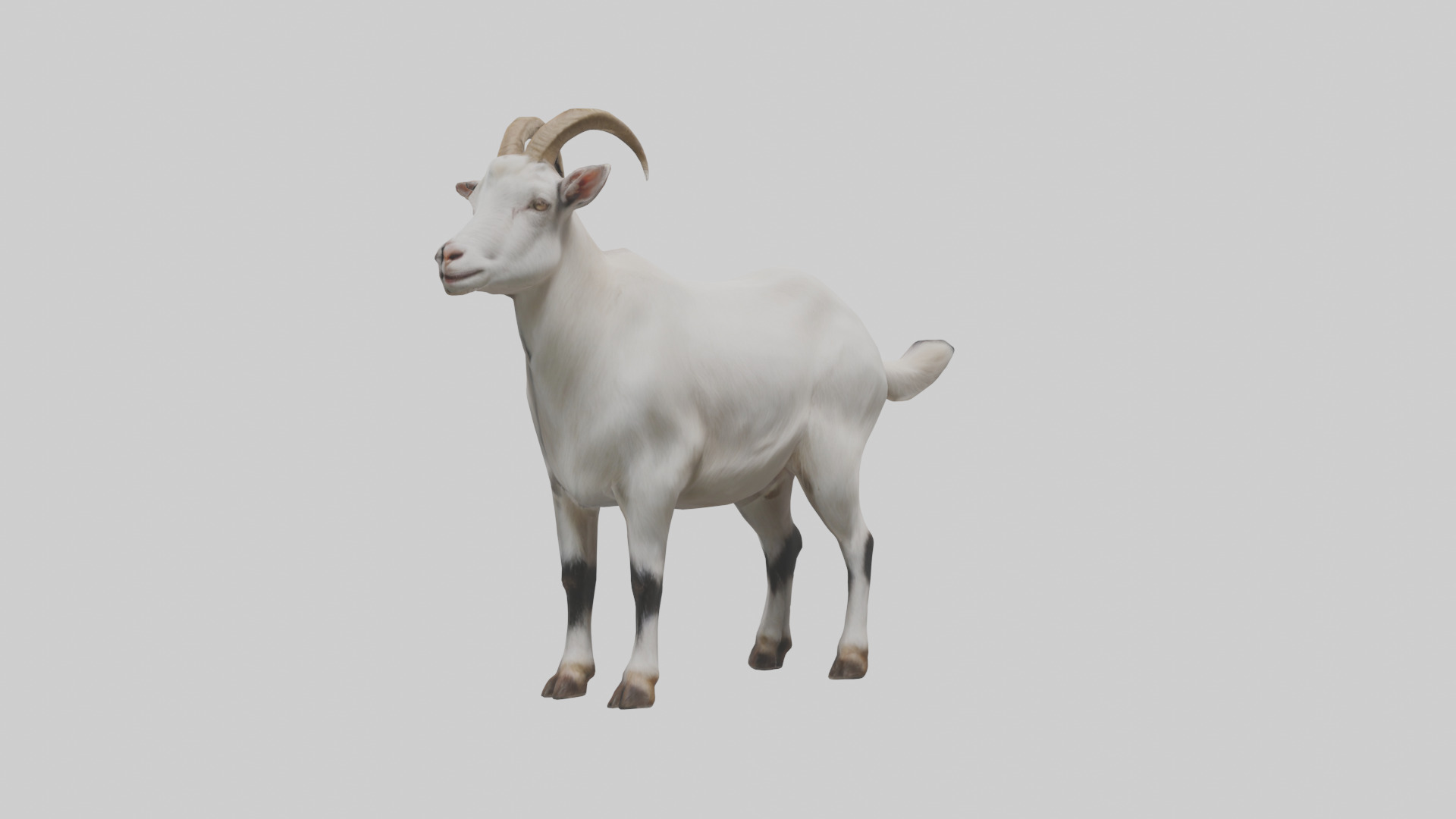 Domesticated Goat standing model 3D model_1