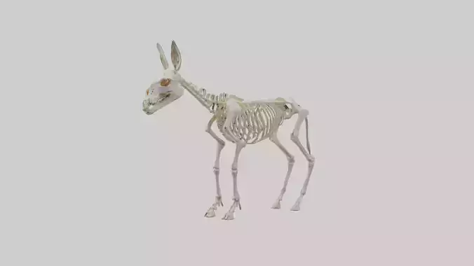 Donkey Skeleton model