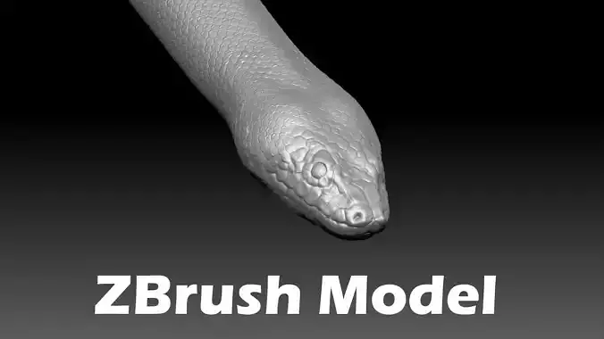 Anaconda ZBrush Model