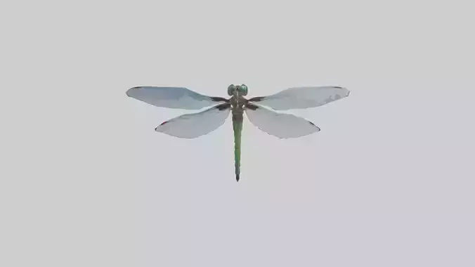 Dragonfly Body 3D model