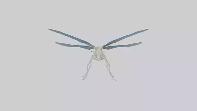 Dragonfly Skeleton model