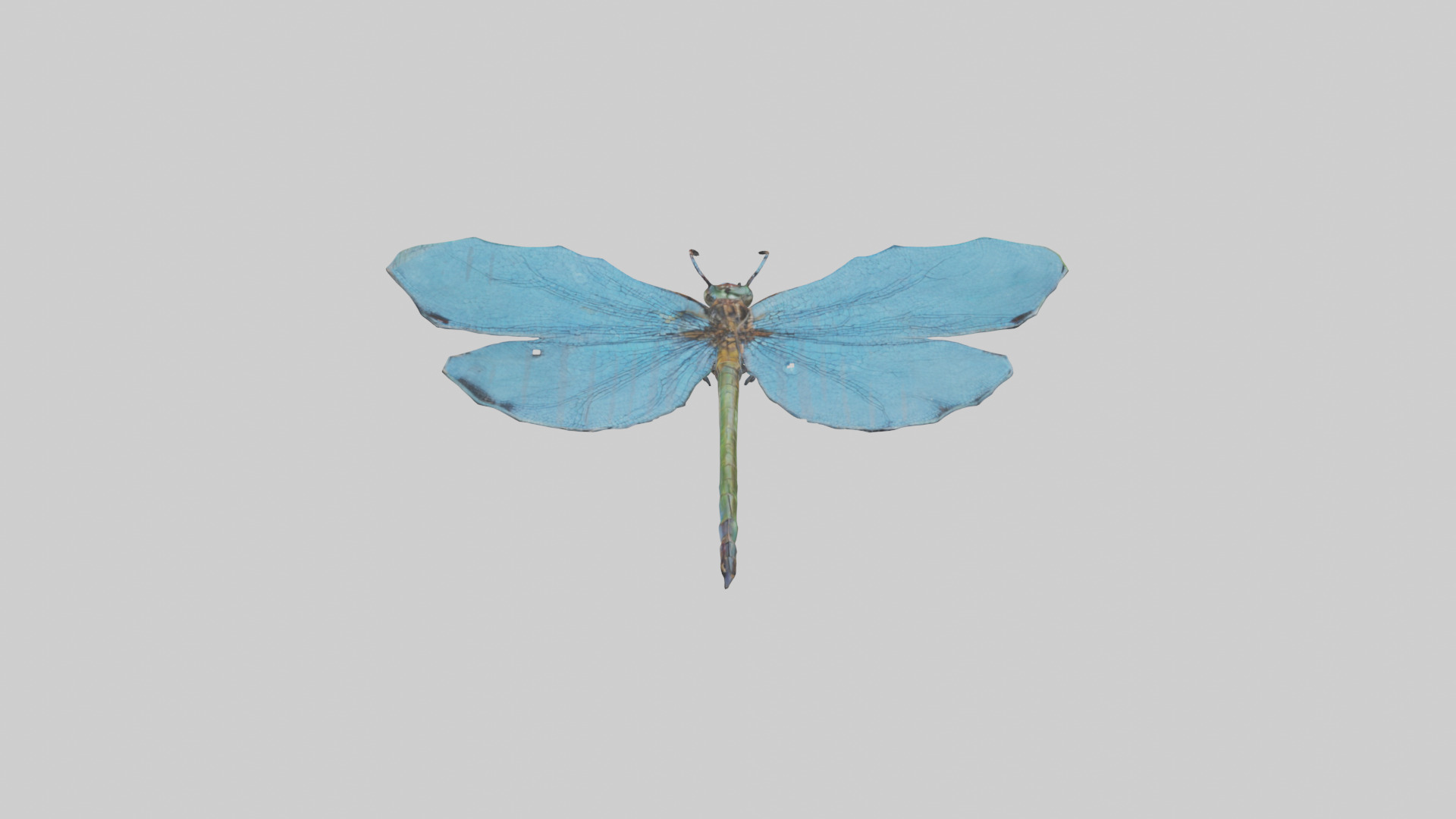 Dragonfly Wings 3D model_15
