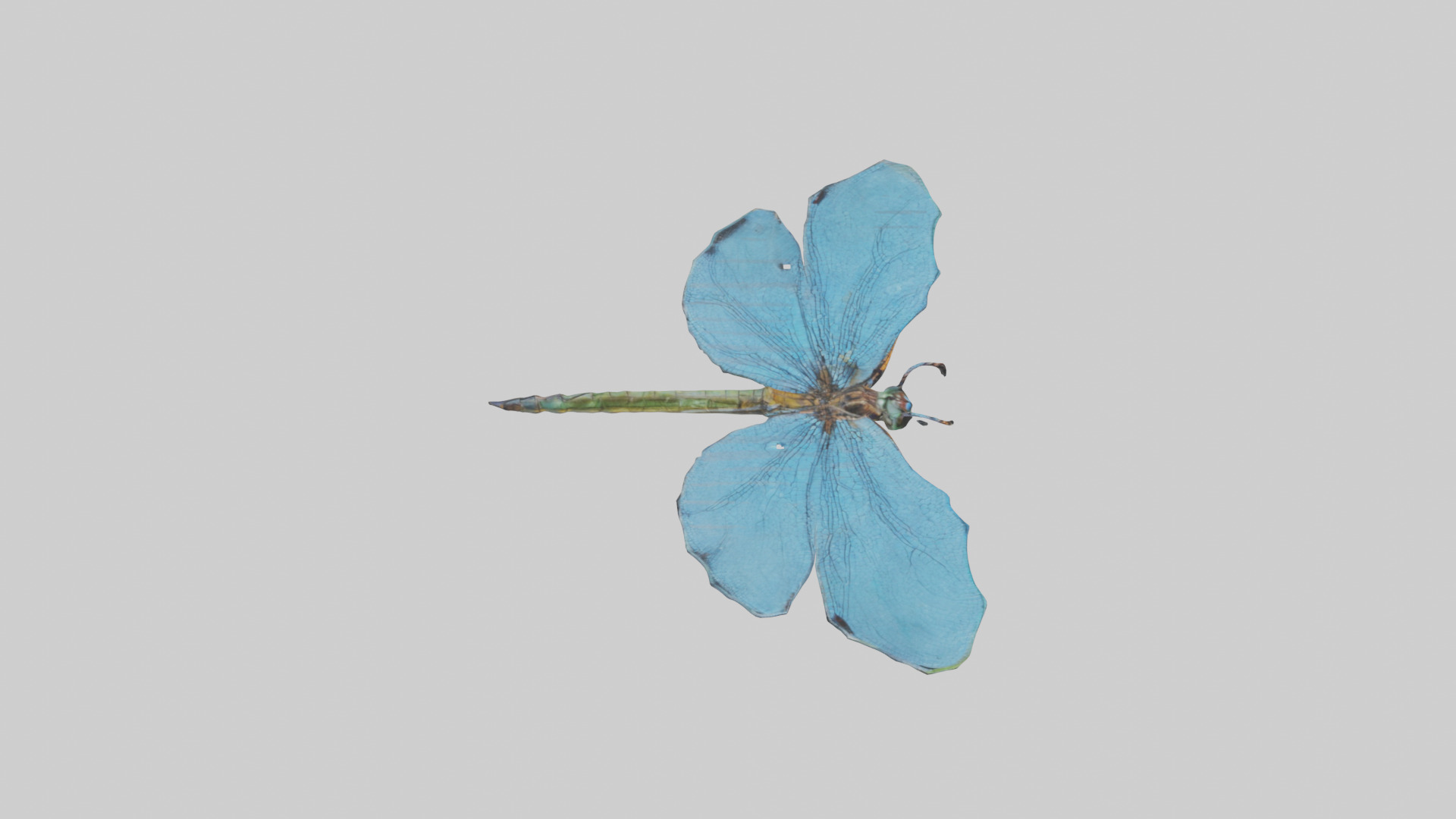 Dragonfly Wings 3D model_18