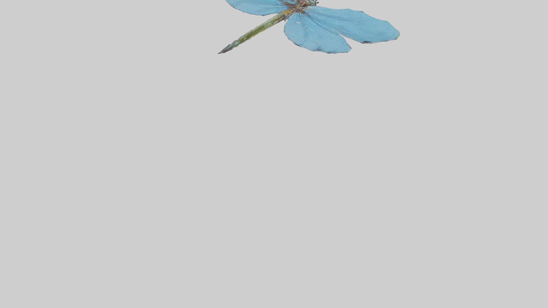 Dragonfly Wings 3D model_4