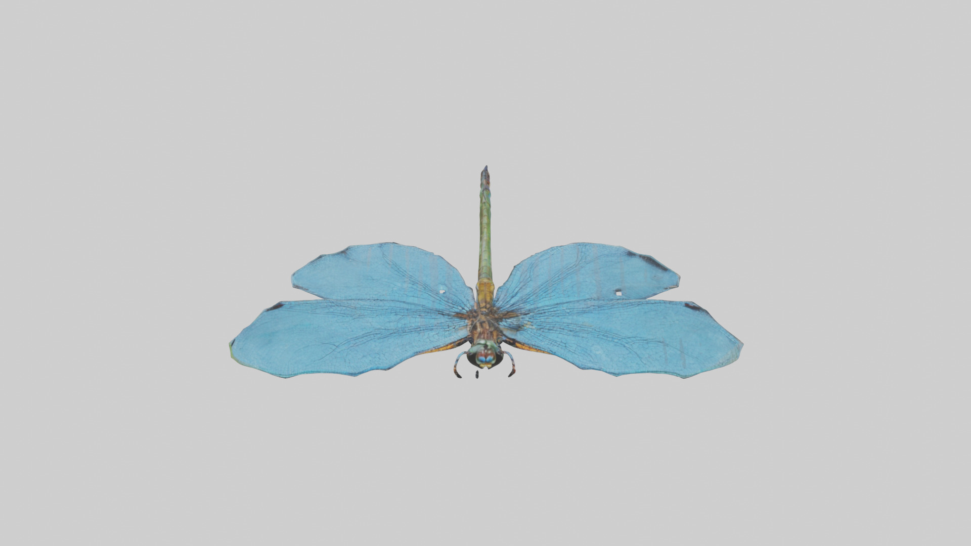 Dragonfly Wings 3D model_16