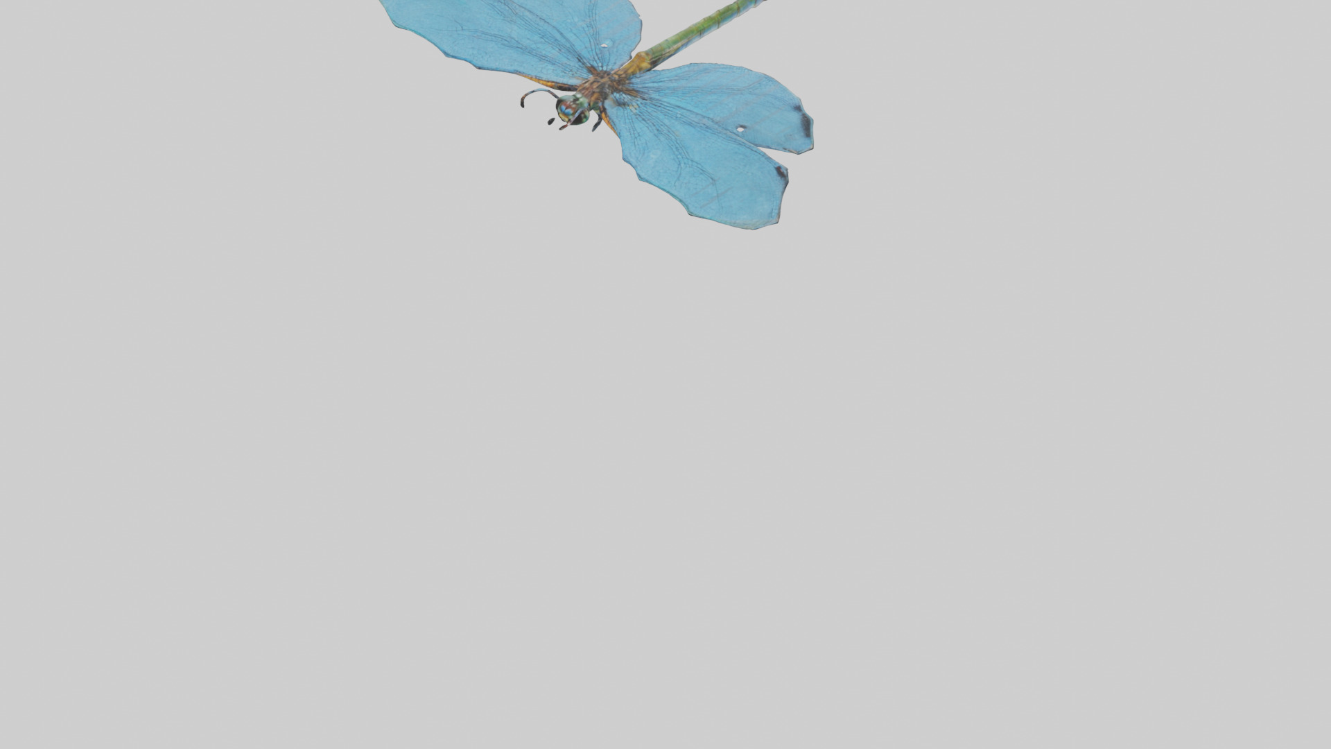 Dragonfly Wings 3D model_5