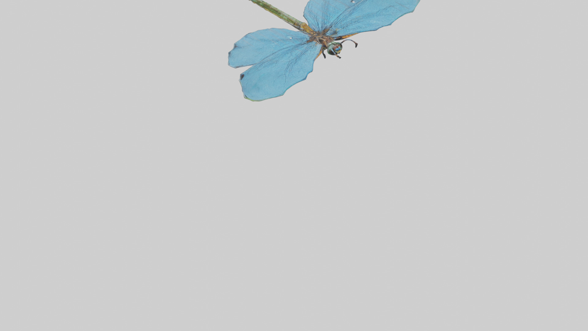Dragonfly Wings 3D model_6