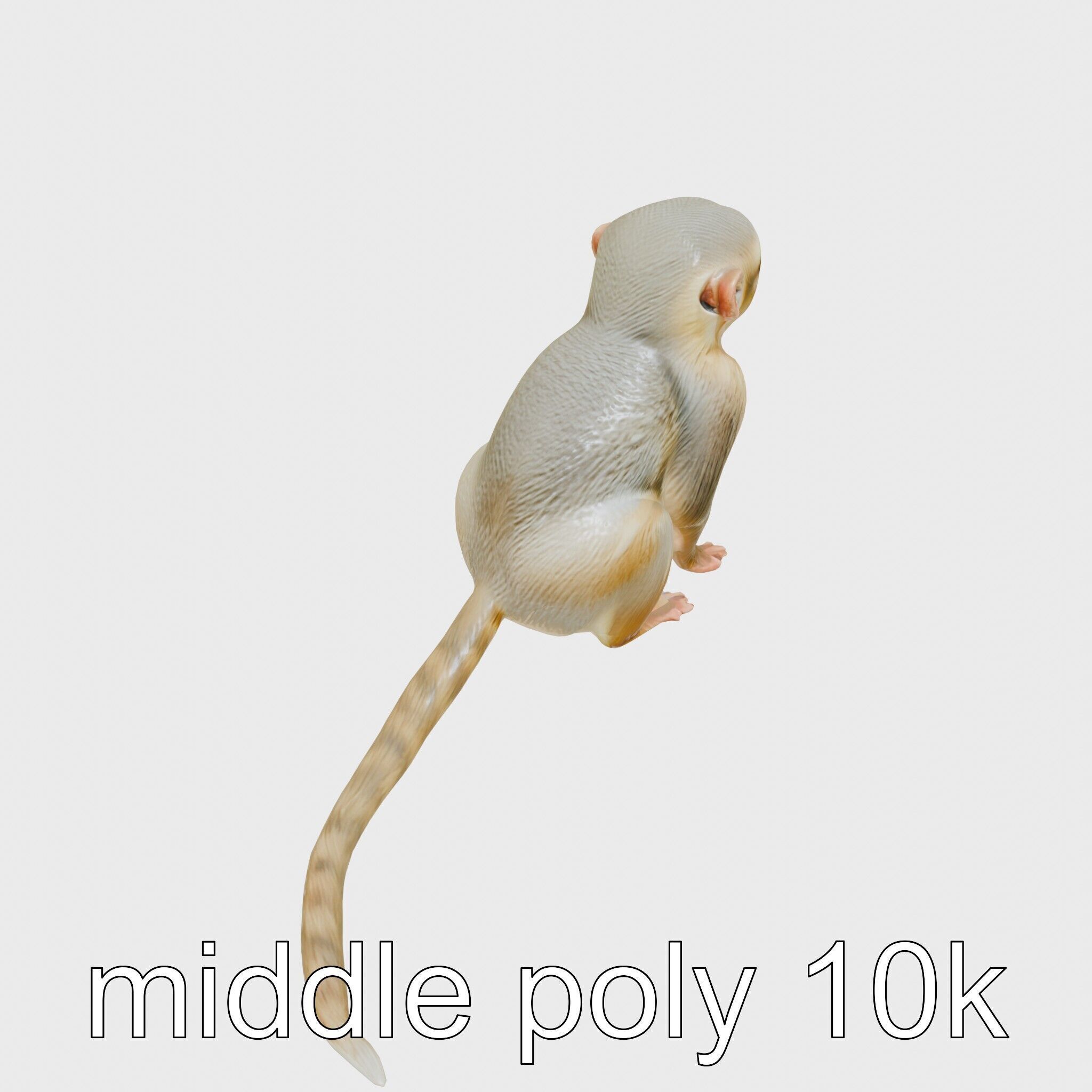 Miniature Marmoset with Soft Fur and Tufted Ears 3D Model Low-poly 3D model_12