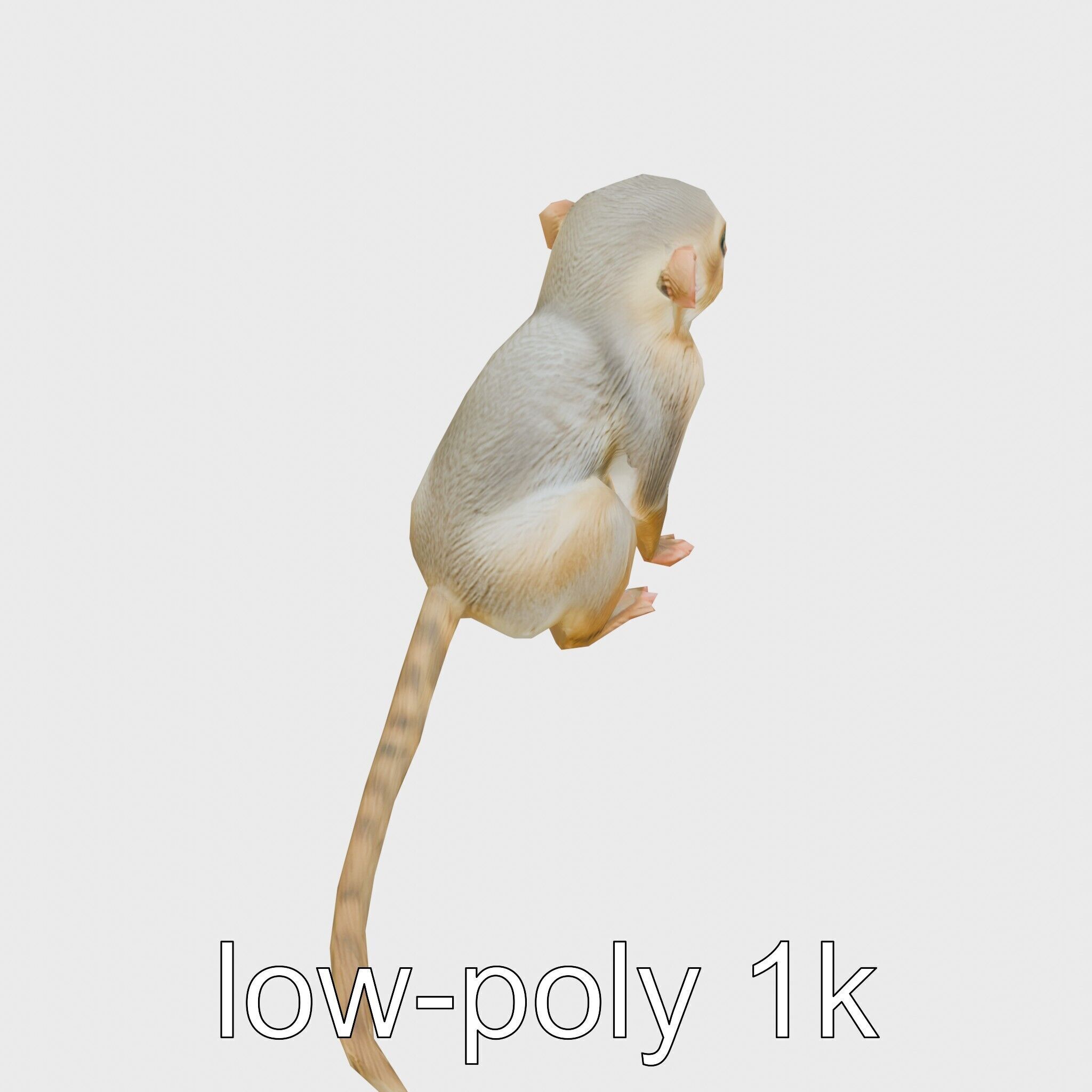 Miniature Marmoset with Soft Fur and Tufted Ears 3D Model Low-poly 3D model_13