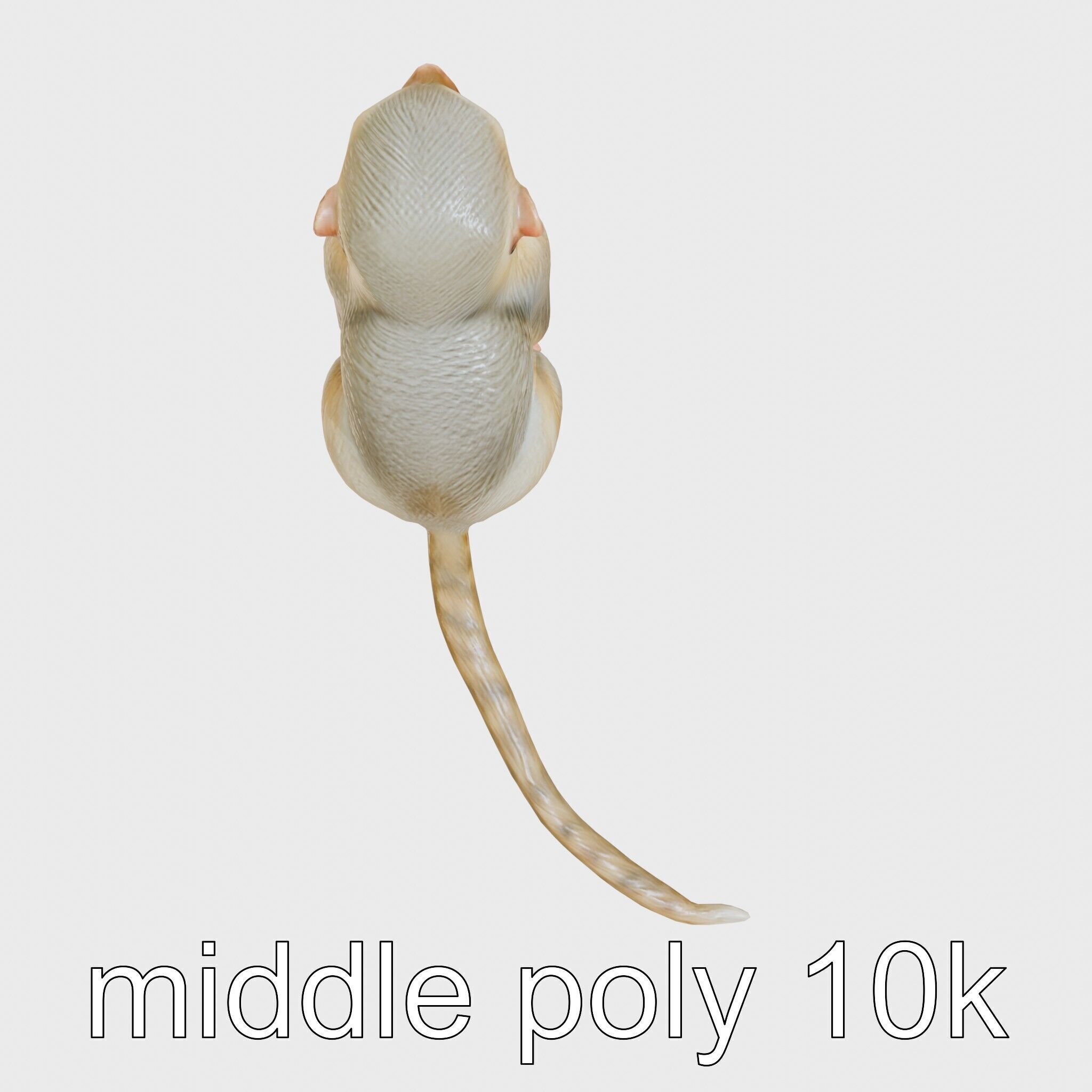 Miniature Marmoset with Soft Fur and Tufted Ears 3D Model Low-poly 3D model_18