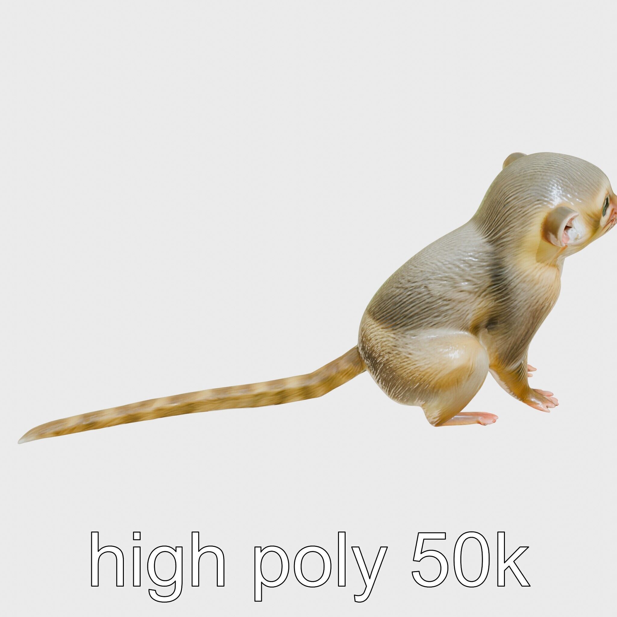Miniature Marmoset with Soft Fur and Tufted Ears 3D Model Low-poly 3D model_20