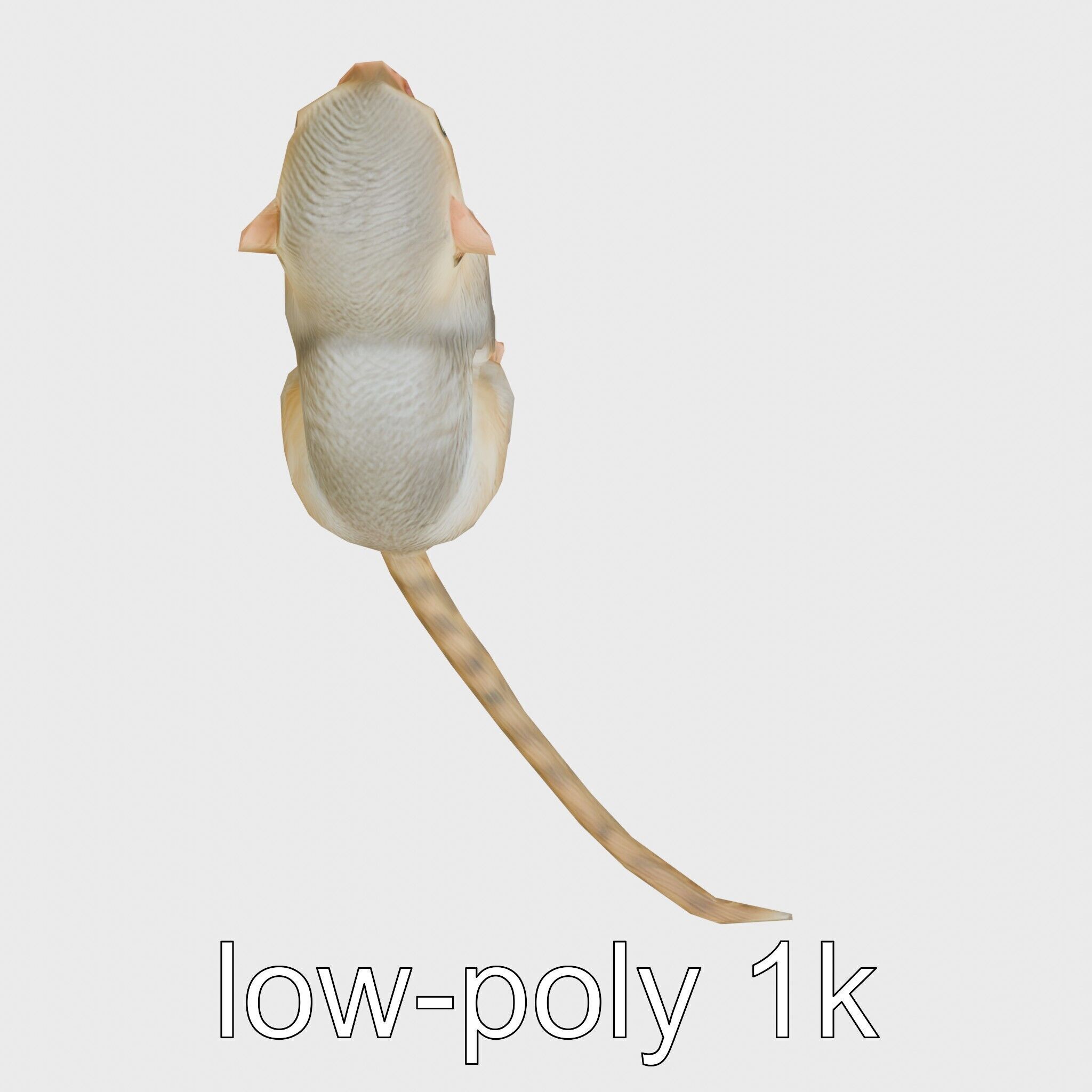 Miniature Marmoset with Soft Fur and Tufted Ears 3D Model Low-poly 3D model_24
