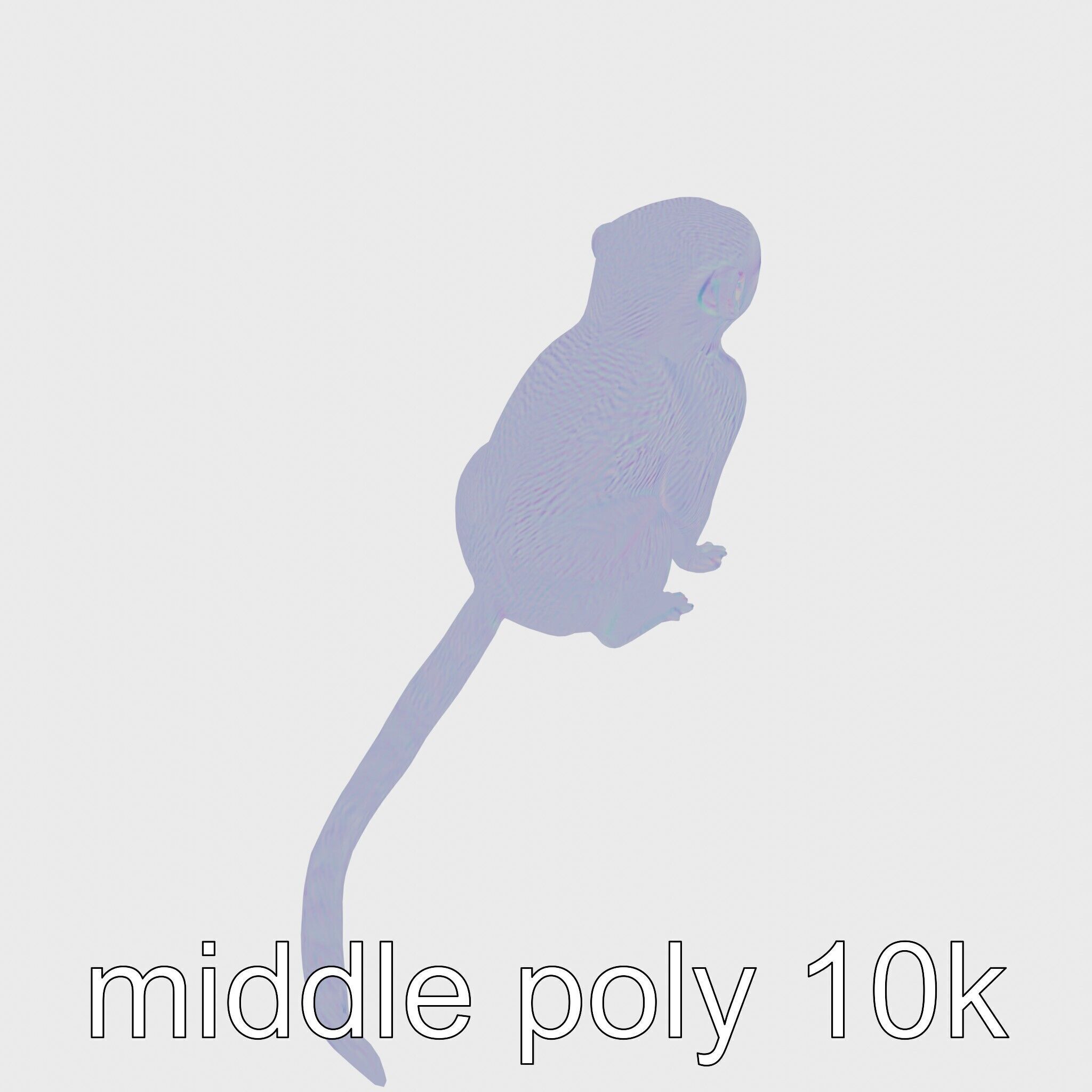 Miniature Marmoset with Soft Fur and Tufted Ears 3D Model Low-poly 3D model_23