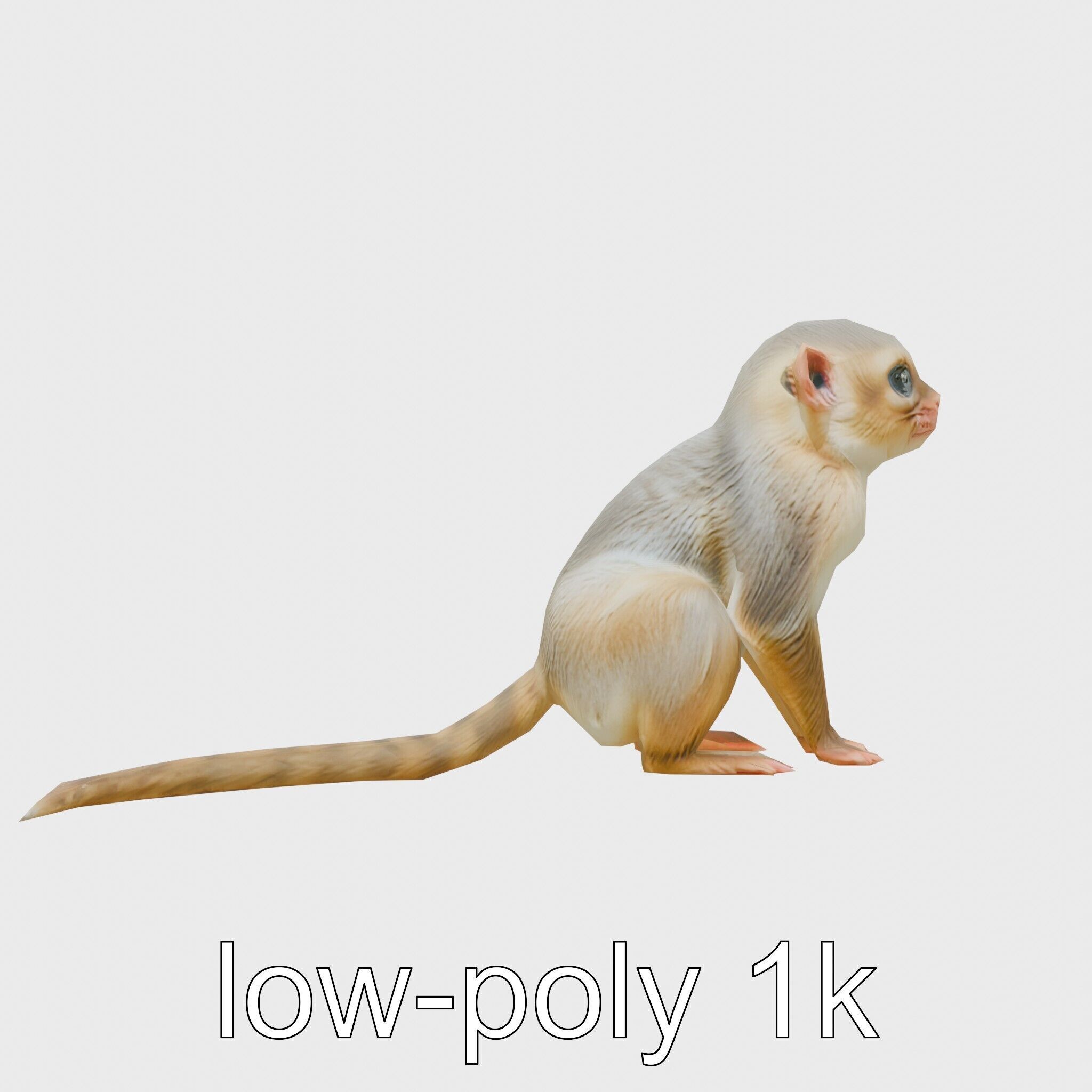 Miniature Marmoset with Soft Fur and Tufted Ears 3D Model Low-poly 3D model_33