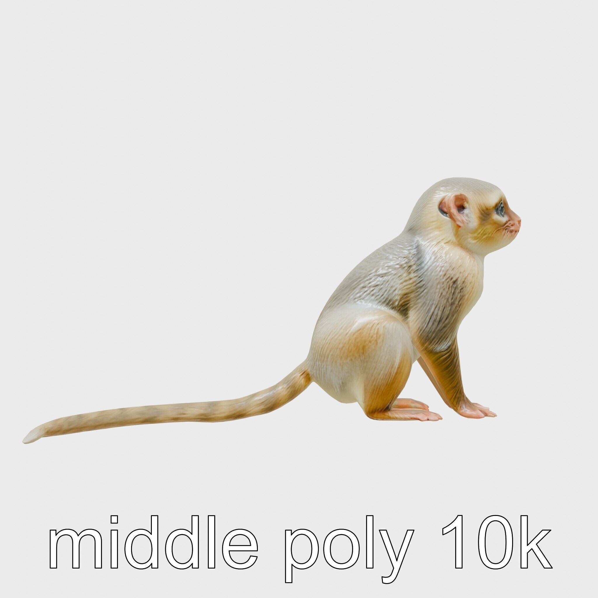 Miniature Marmoset with Soft Fur and Tufted Ears 3D Model Low-poly 3D model_14