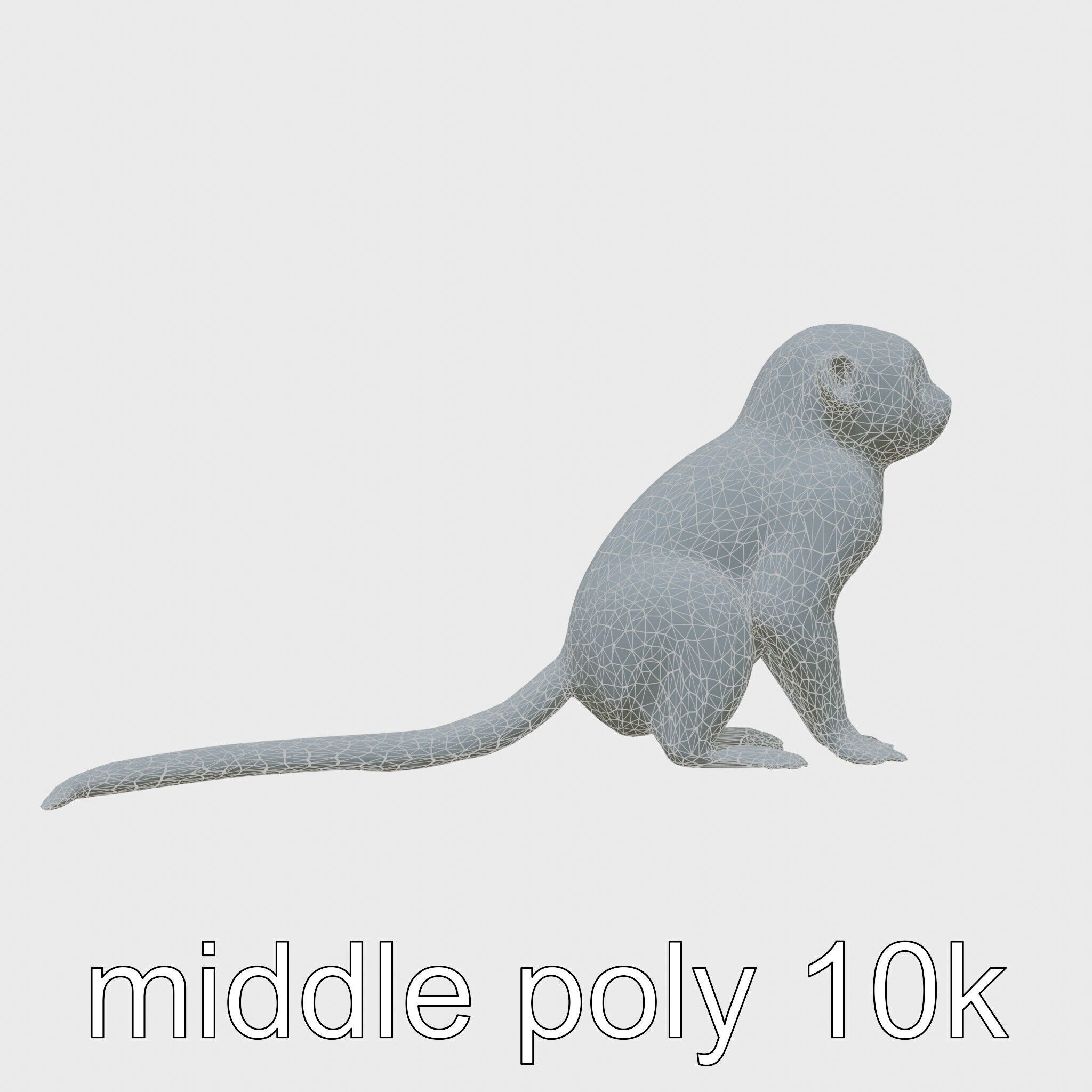 Miniature Marmoset with Soft Fur and Tufted Ears 3D Model Low-poly 3D model_26