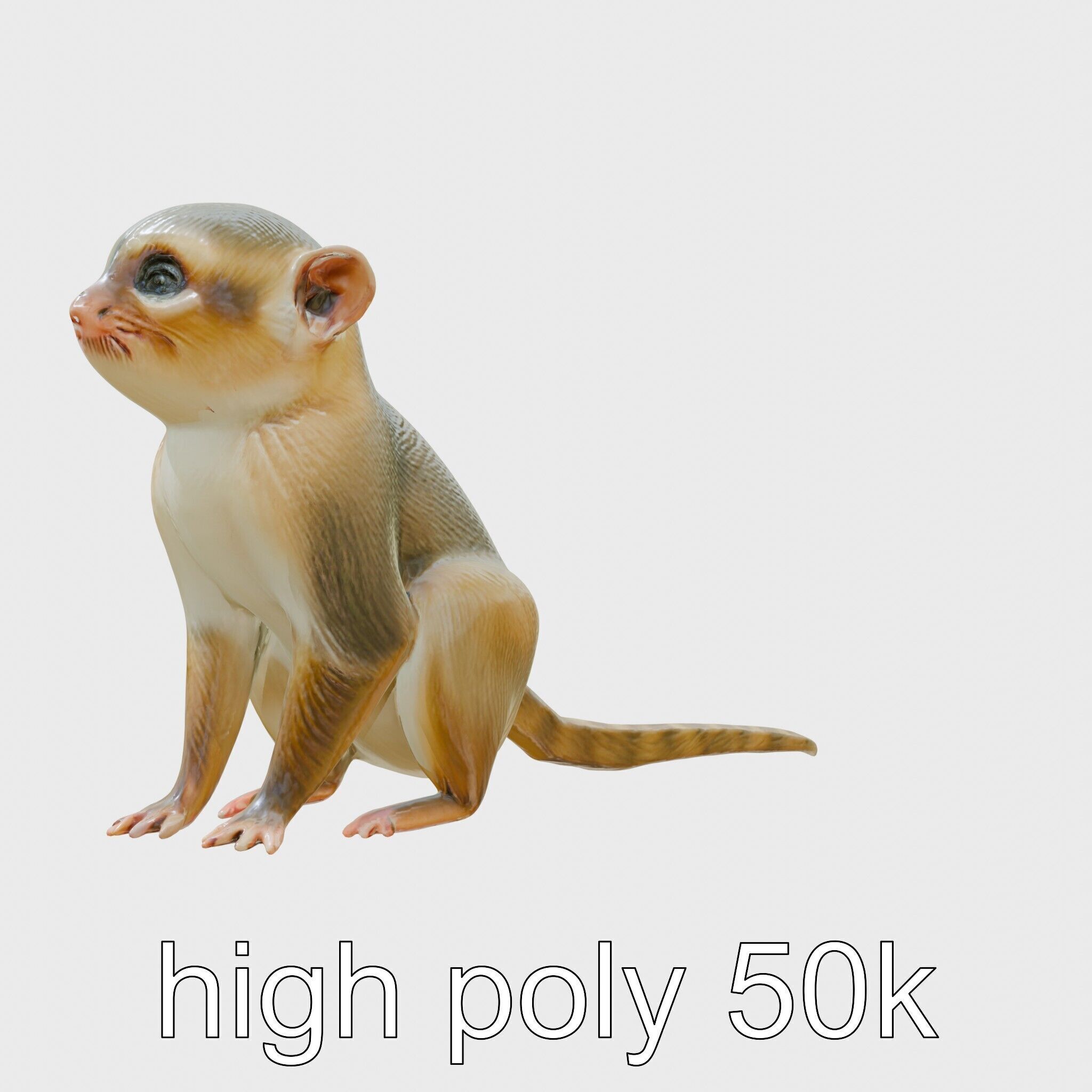 Miniature Marmoset with Soft Fur and Tufted Ears 3D Model Low-poly 3D model_22