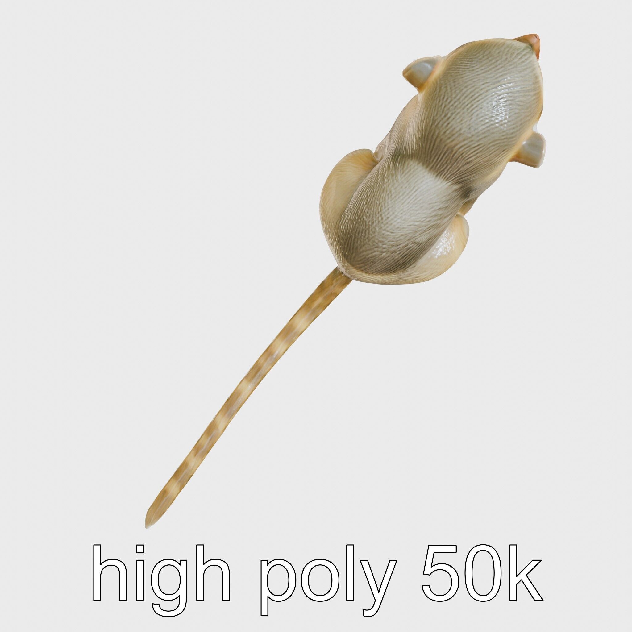 Miniature Marmoset with Soft Fur and Tufted Ears 3D Model Low-poly 3D model_11