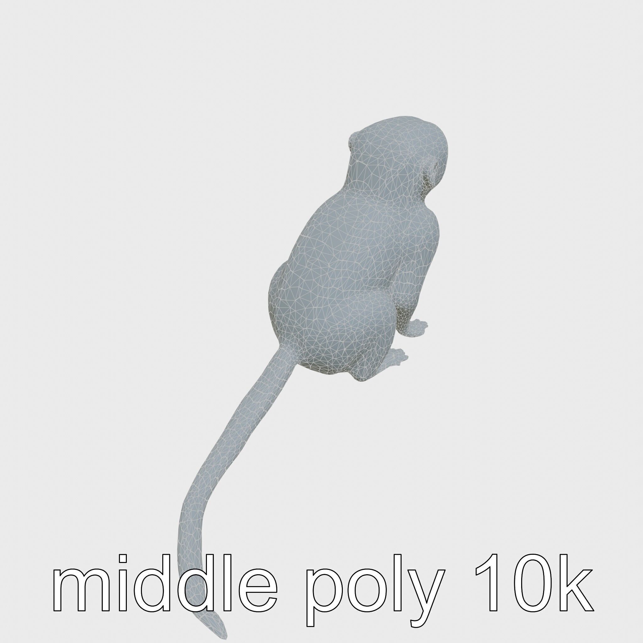 Miniature Marmoset with Soft Fur and Tufted Ears 3D Model Low-poly 3D model_27