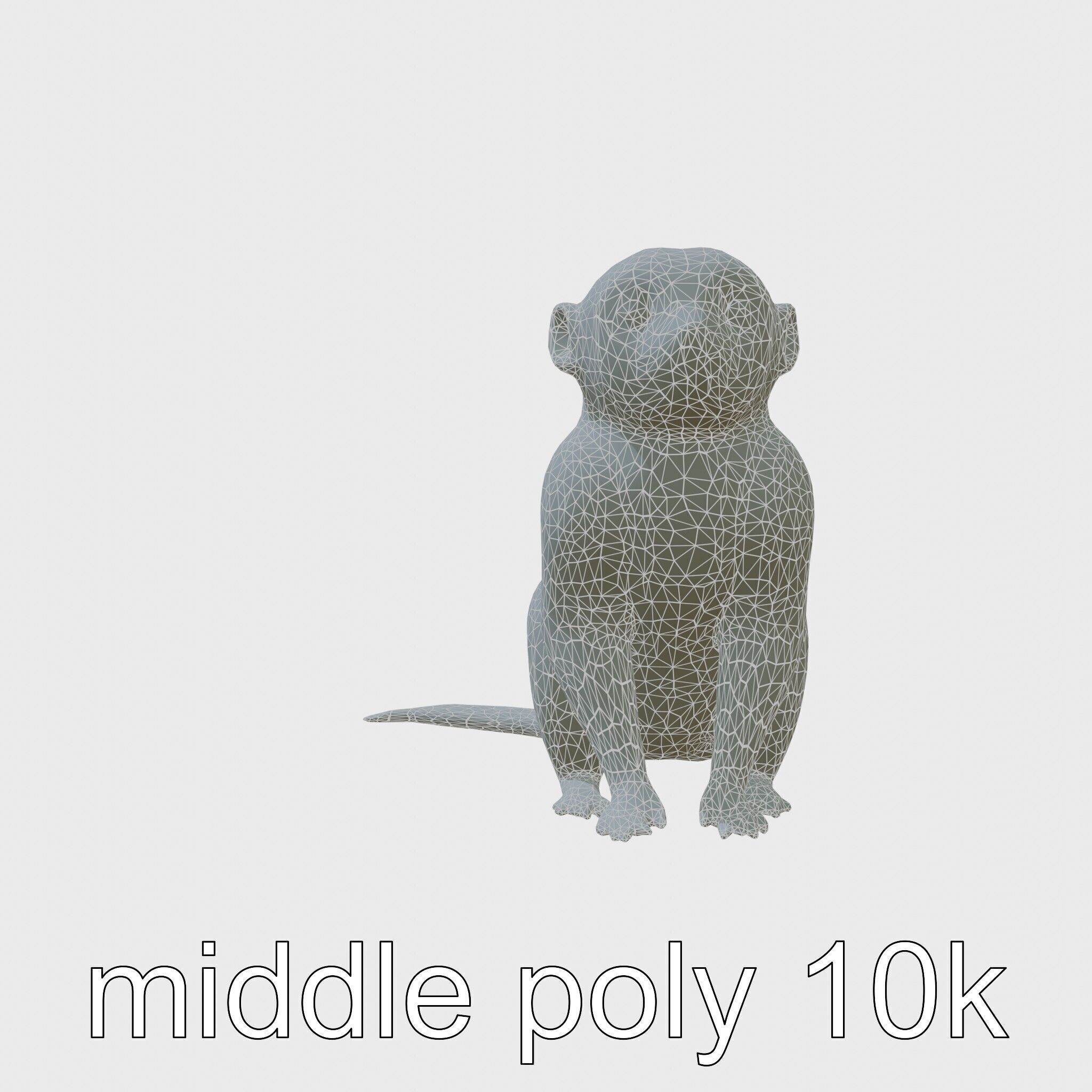 Miniature Marmoset with Soft Fur and Tufted Ears 3D Model Low-poly 3D model_9