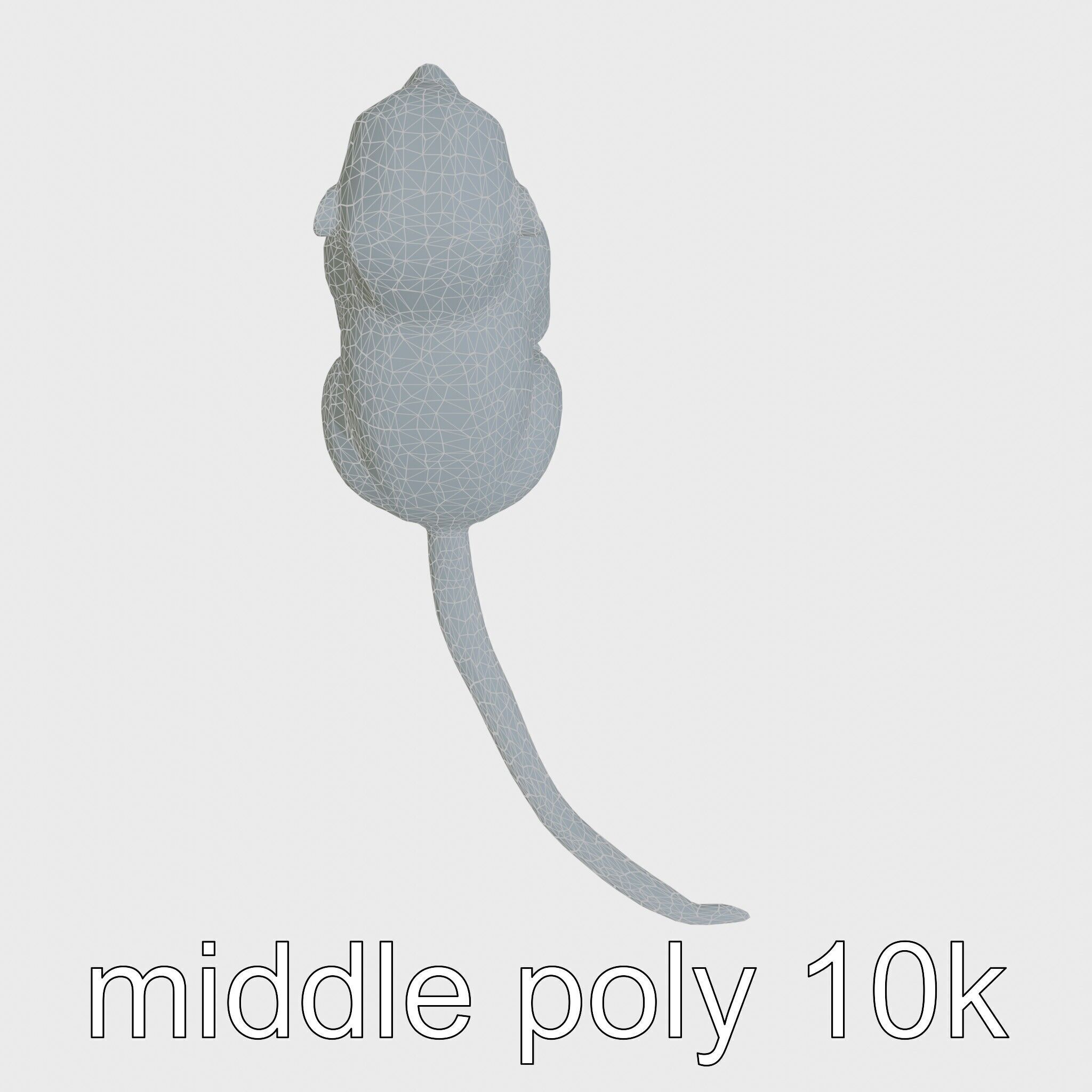 Miniature Marmoset with Soft Fur and Tufted Ears 3D Model Low-poly 3D model_17