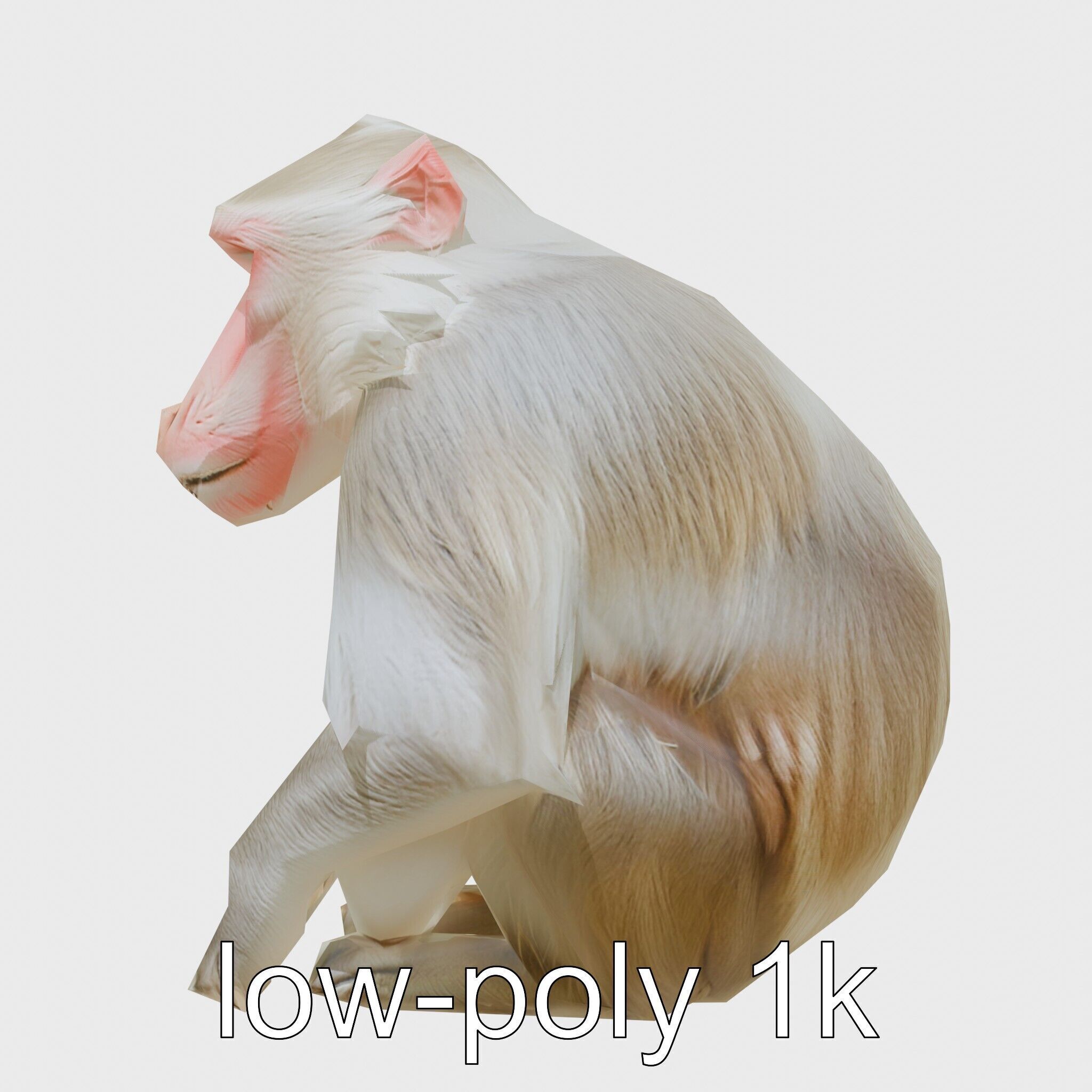Hamadryas Baboon 3D Model with Detailed Manes and Pink Face Low-poly 3D model_10