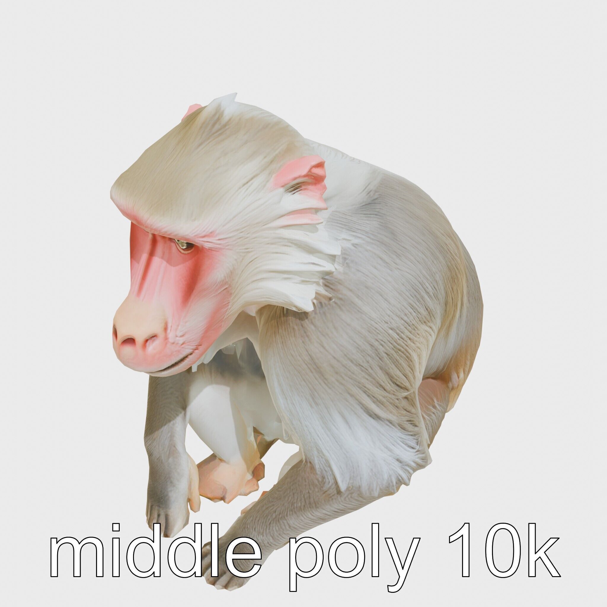 Hamadryas Baboon 3D Model with Detailed Manes and Pink Face Low-poly 3D model_12