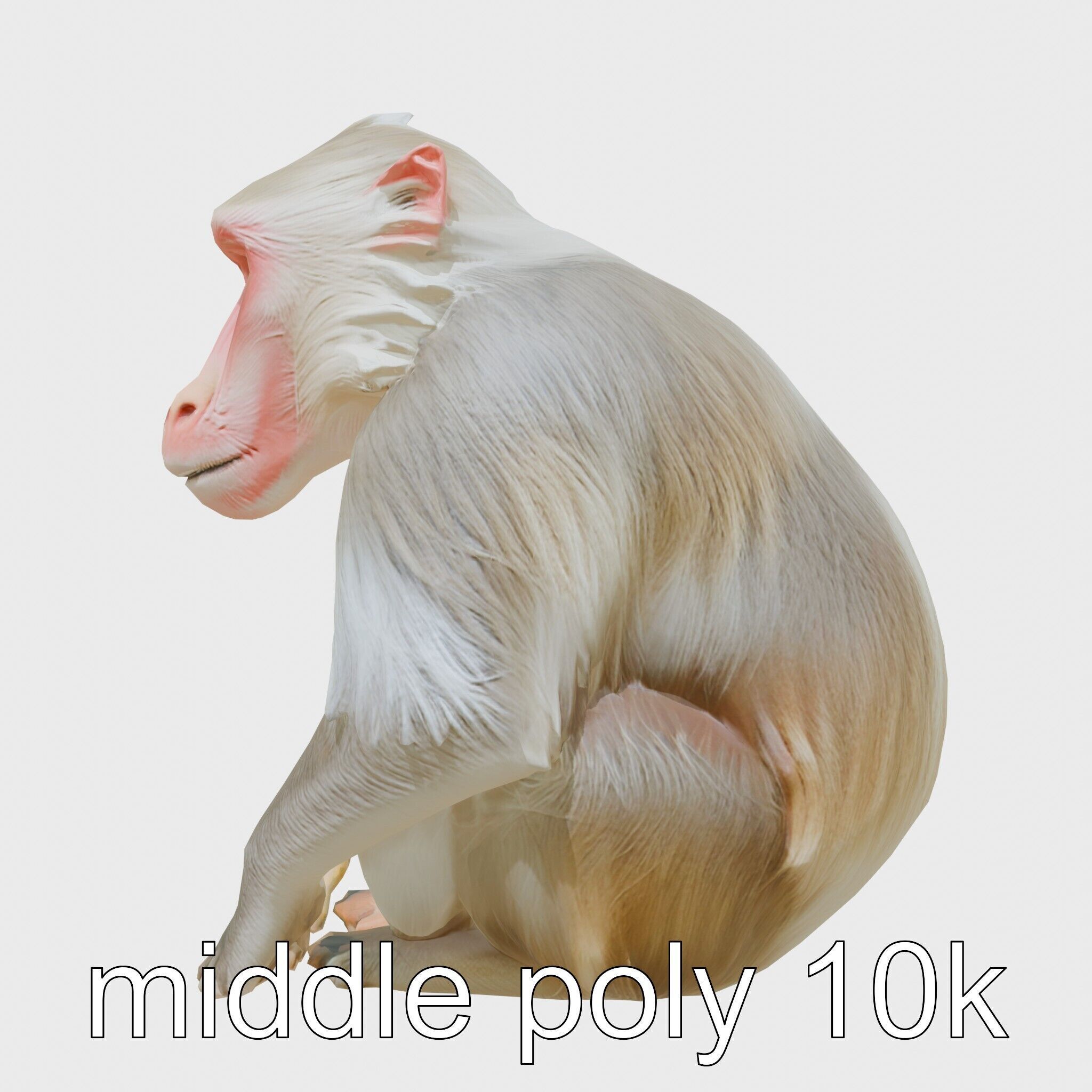 Hamadryas Baboon 3D Model with Detailed Manes and Pink Face Low-poly 3D model_16