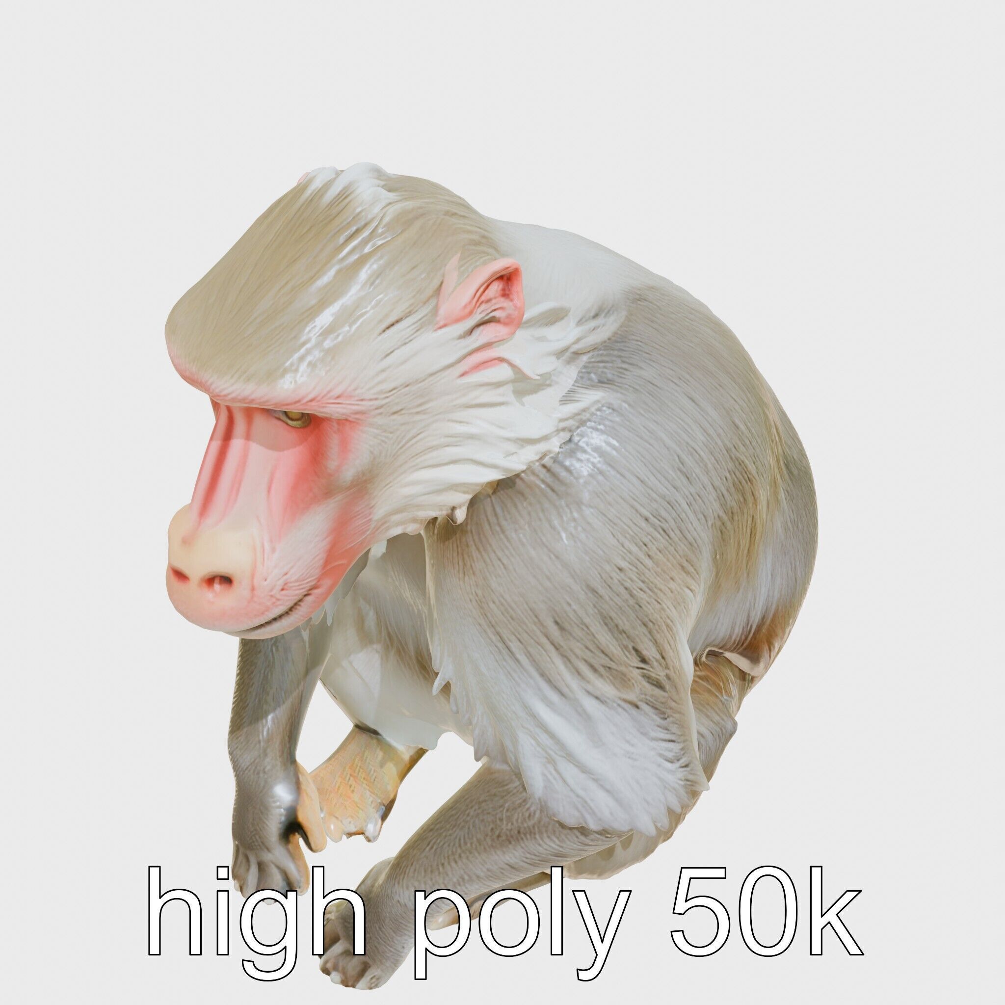 Hamadryas Baboon 3D Model with Detailed Manes and Pink Face Low-poly 3D model_11