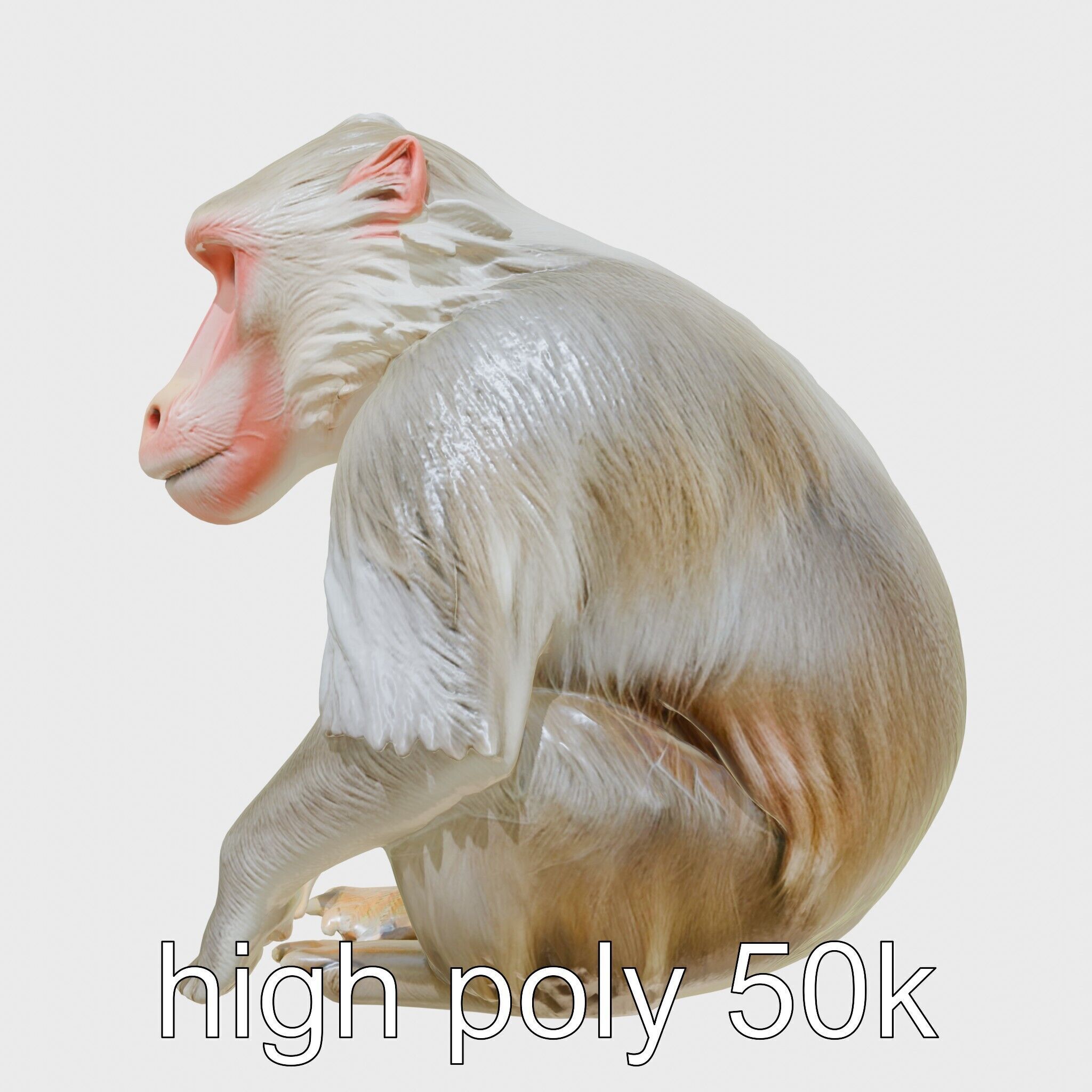 Hamadryas Baboon 3D Model with Detailed Manes and Pink Face Low-poly 3D model_20