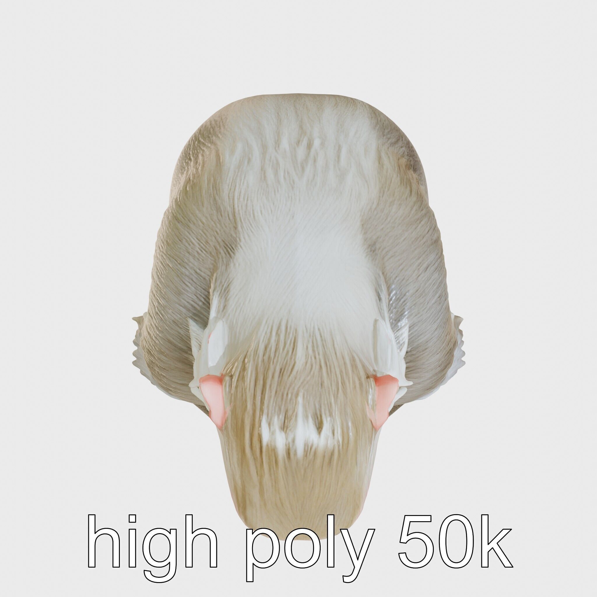 Hamadryas Baboon 3D Model with Detailed Manes and Pink Face Low-poly 3D model_25