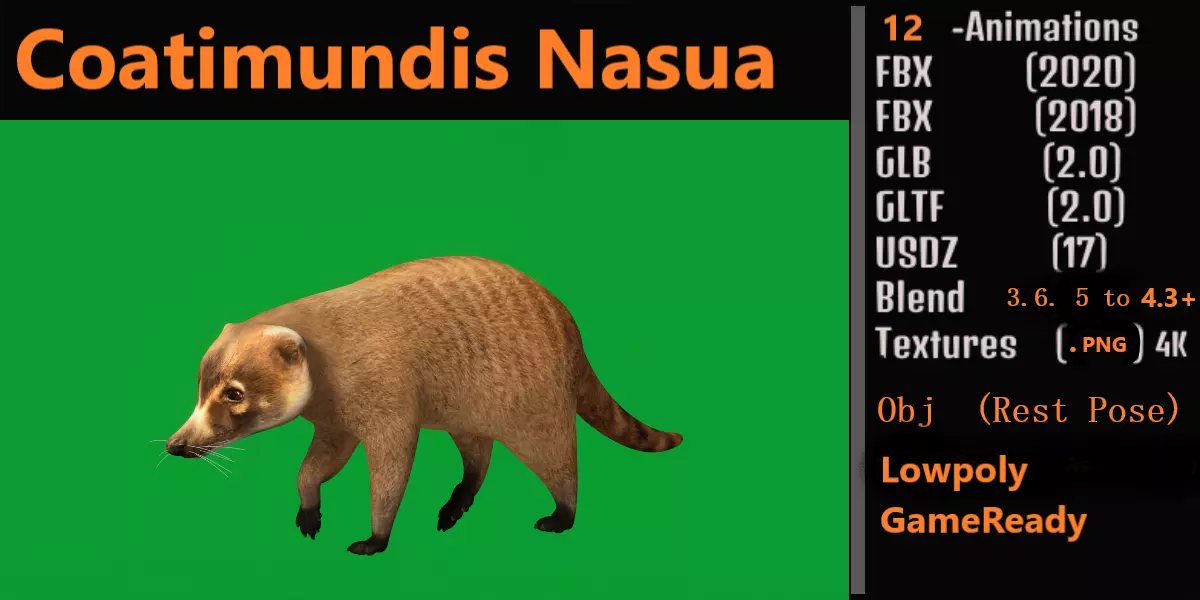 Coatis Coatimundis Nasus Low-poly 3D model