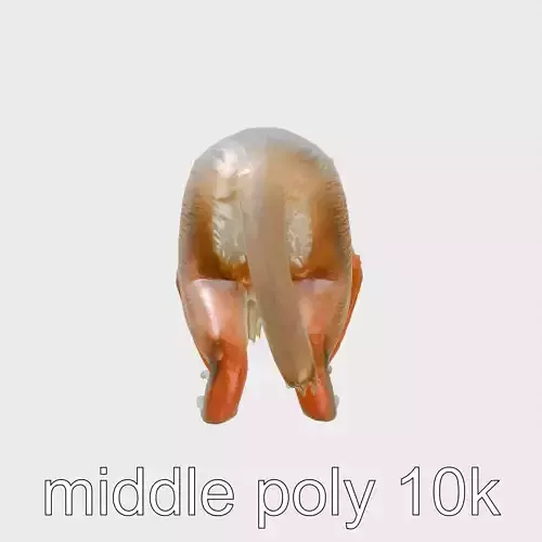 Red Colobus Monkey 3D Model with Rusty Red Tones and Black Markings