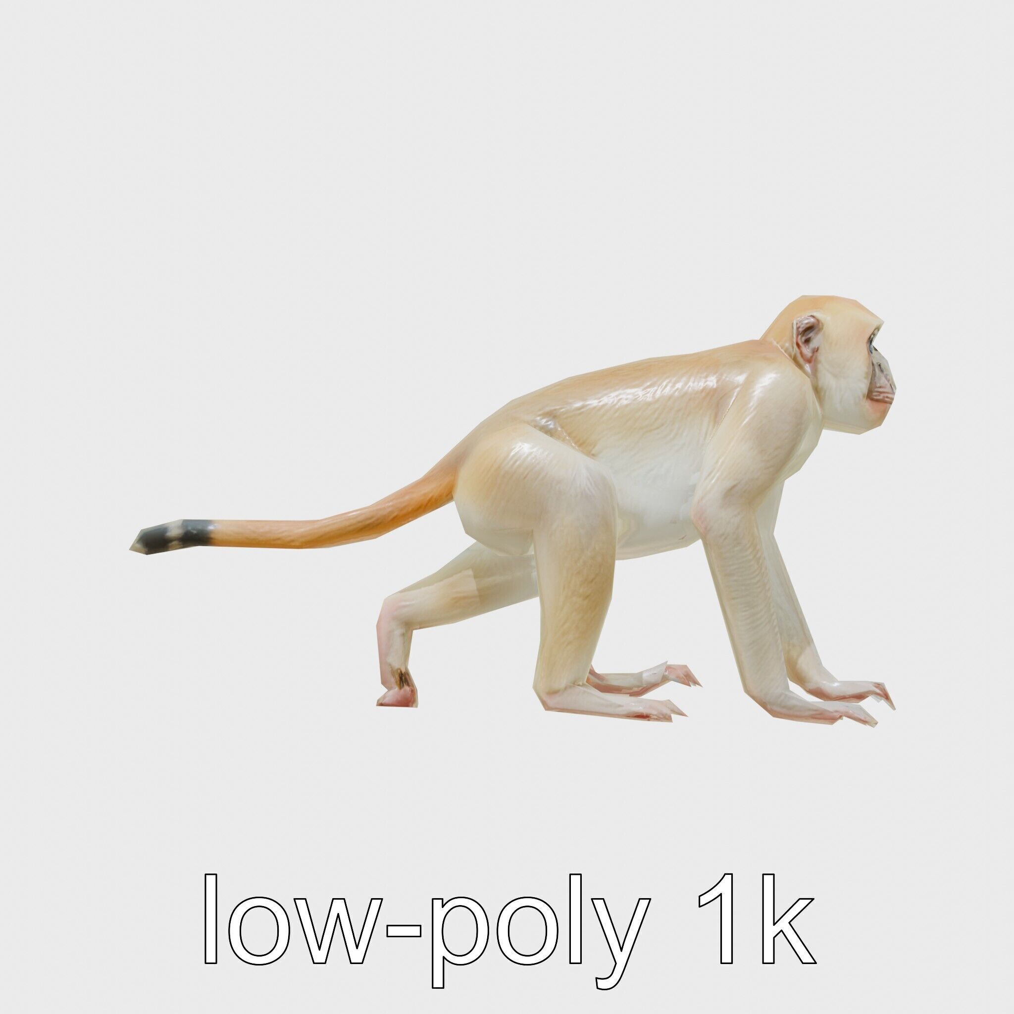 Patas Monkey Detailed 3D Model with Textured Fur Low-poly 3D model_7