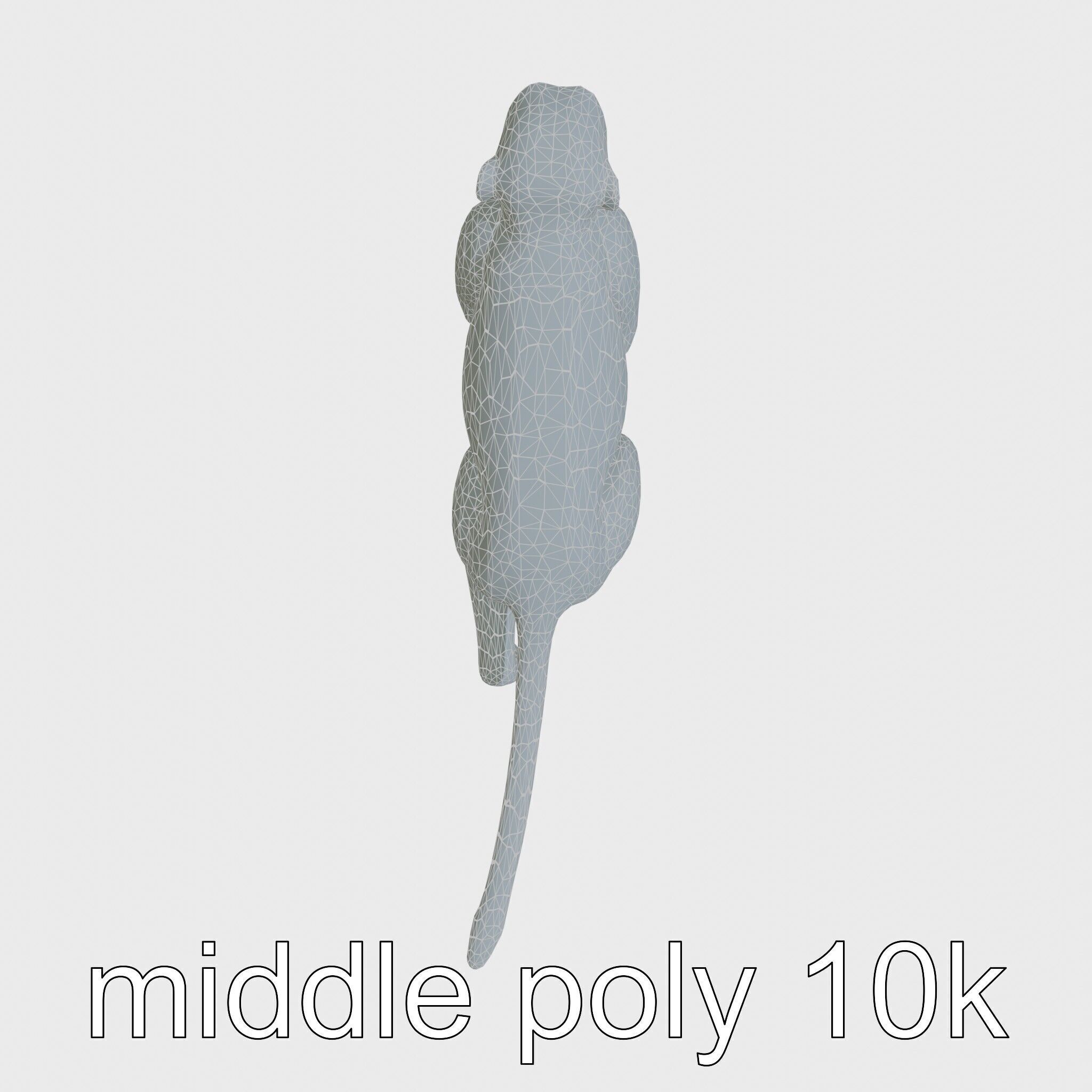 Patas Monkey Detailed 3D Model with Textured Fur Low-poly 3D model_29