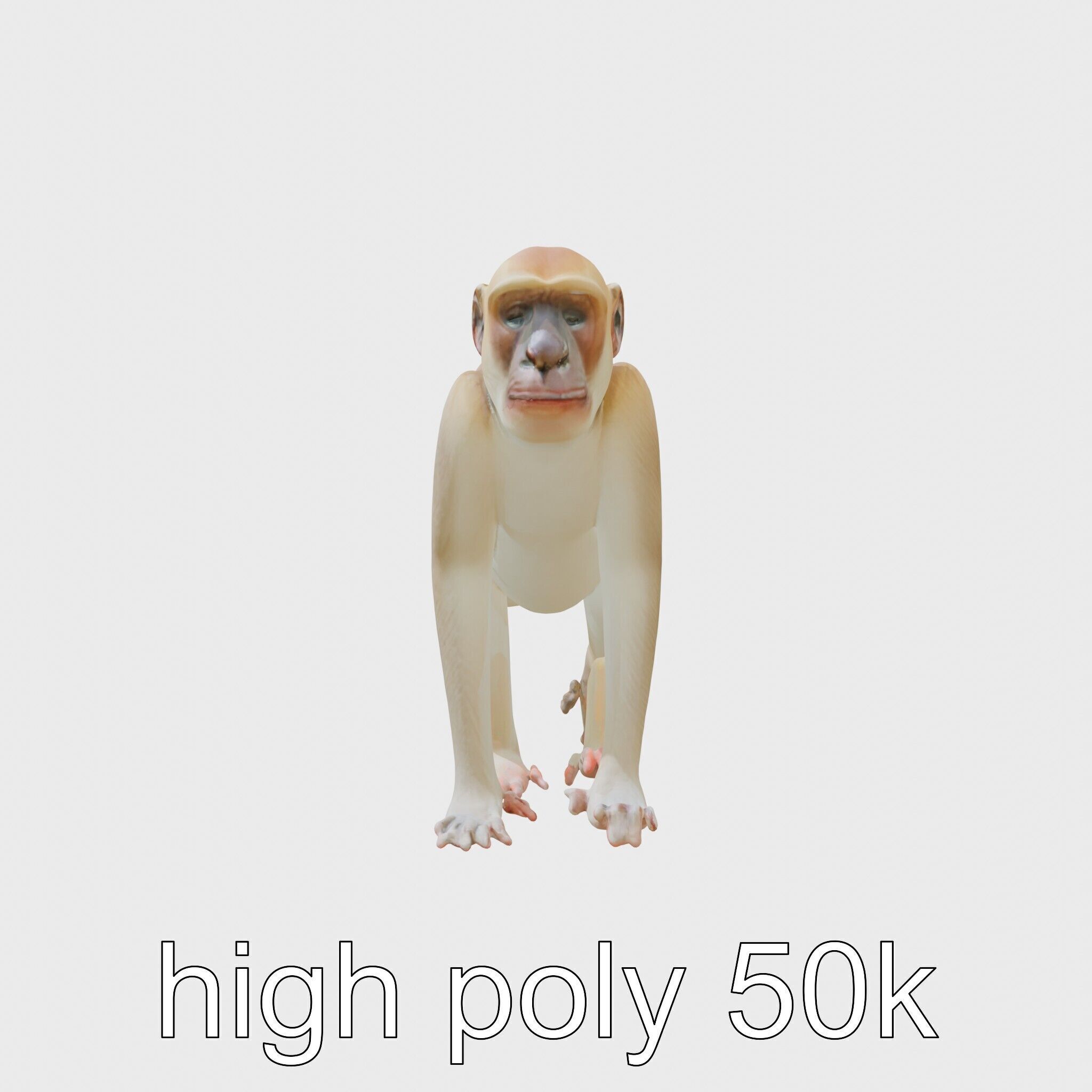 Patas Monkey Detailed 3D Model with Textured Fur Low-poly 3D model_19