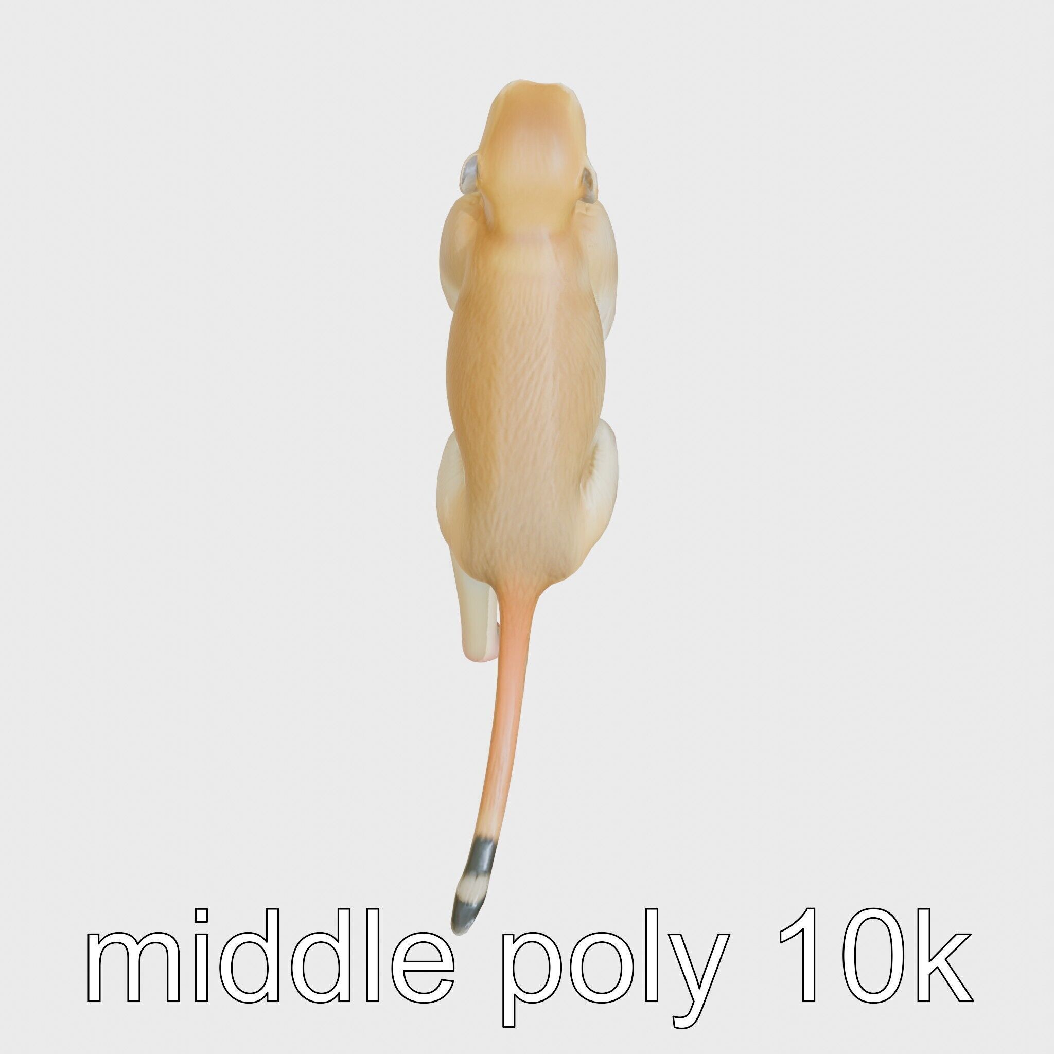 Patas Monkey Detailed 3D Model with Textured Fur Low-poly 3D model_15