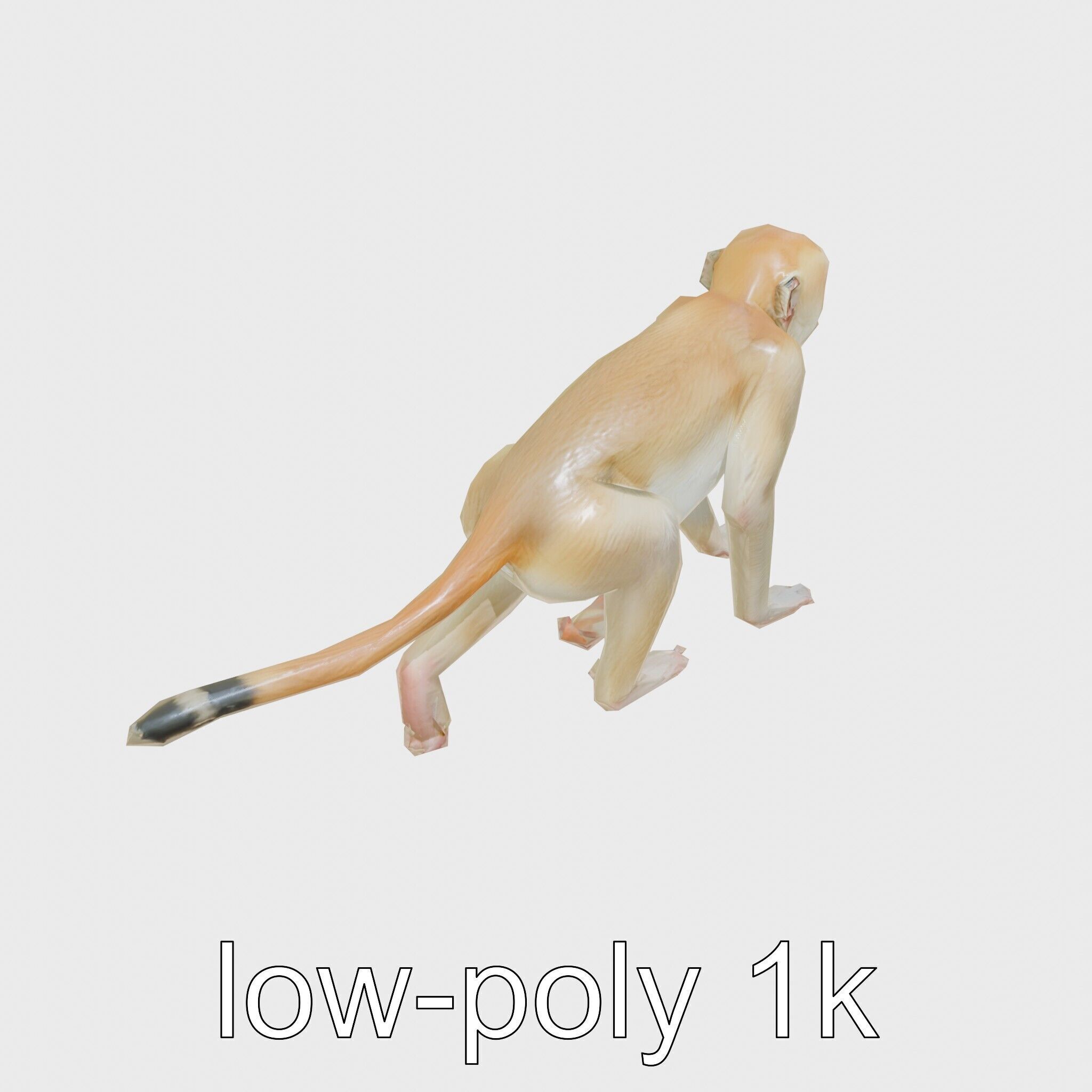 Patas Monkey Detailed 3D Model with Textured Fur Low-poly 3D model_24