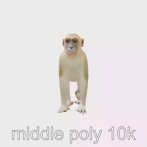Patas Monkey Detailed 3D Model with Textured Fur
