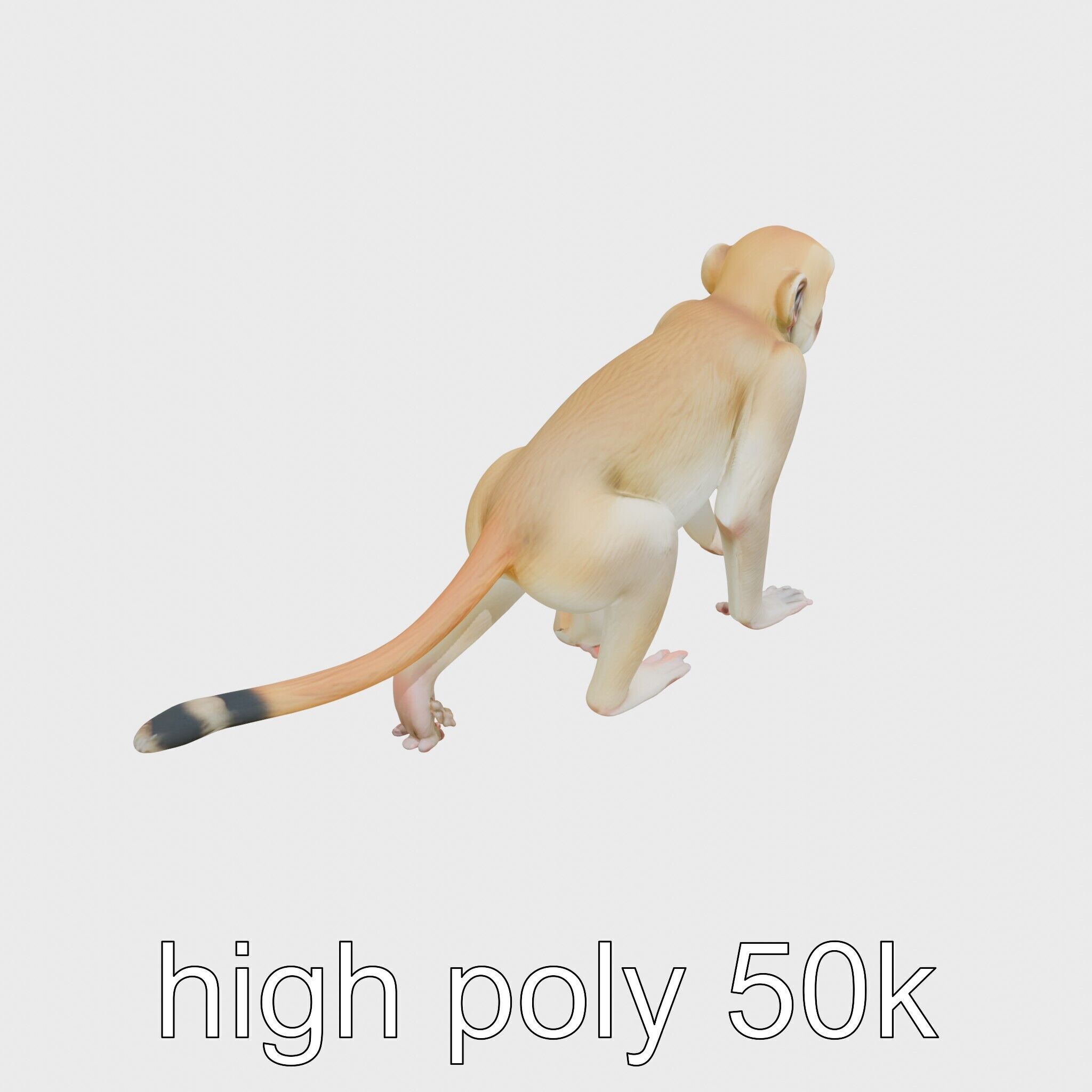 Patas Monkey Detailed 3D Model with Textured Fur Low-poly 3D model_21