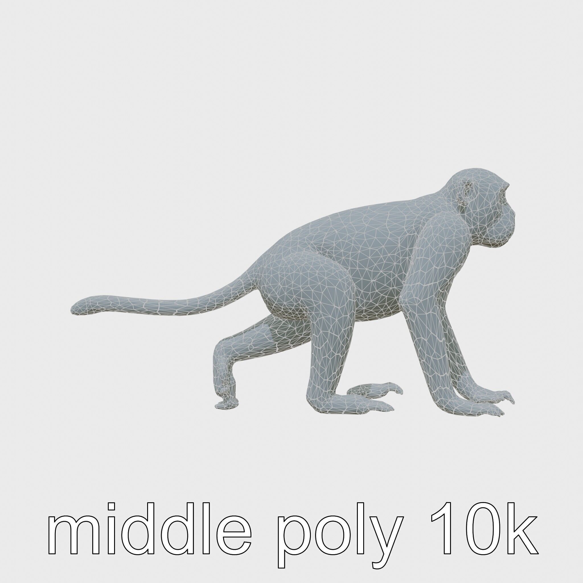 Patas Monkey Detailed 3D Model with Textured Fur Low-poly 3D model_30