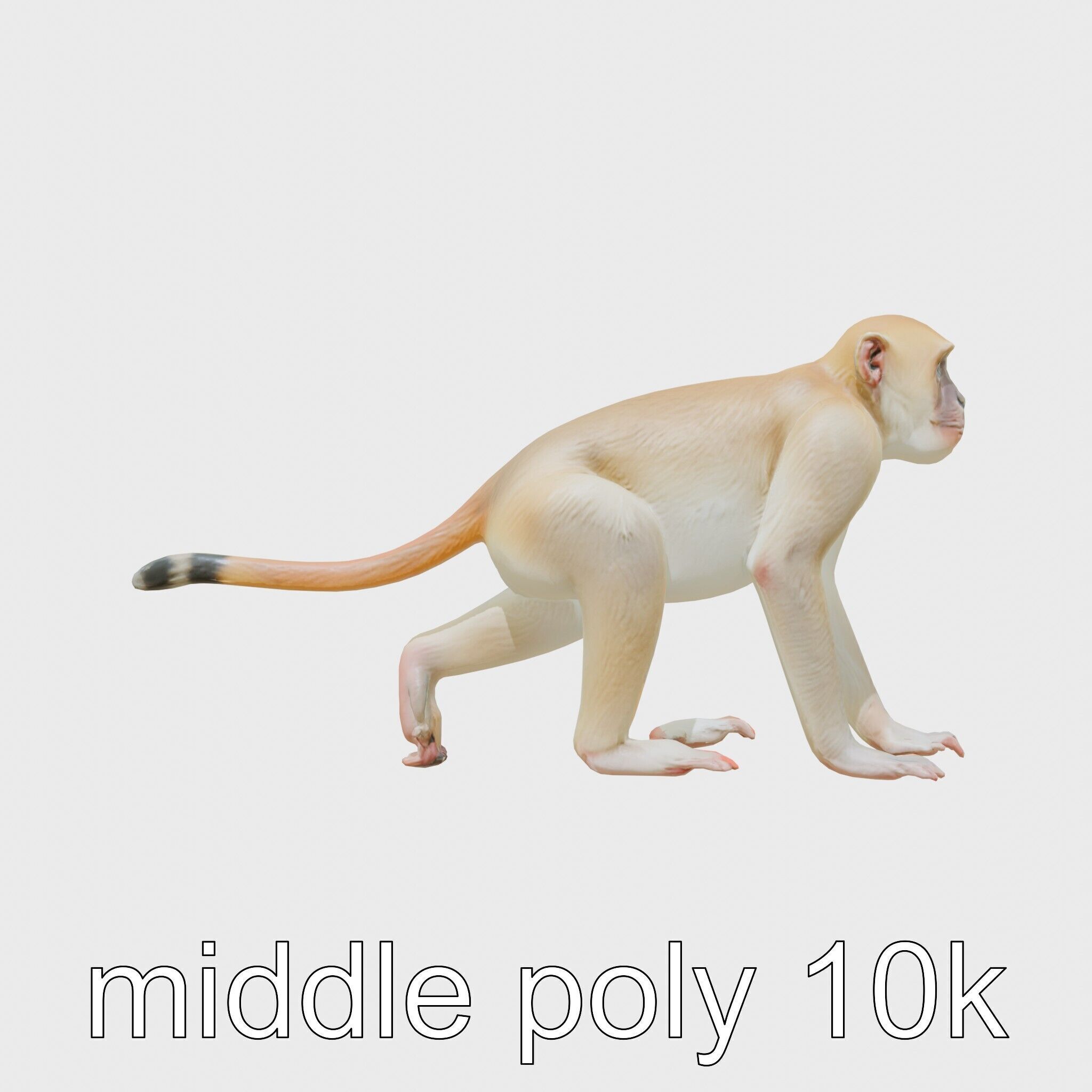 Patas Monkey Detailed 3D Model with Textured Fur Low-poly 3D model_25