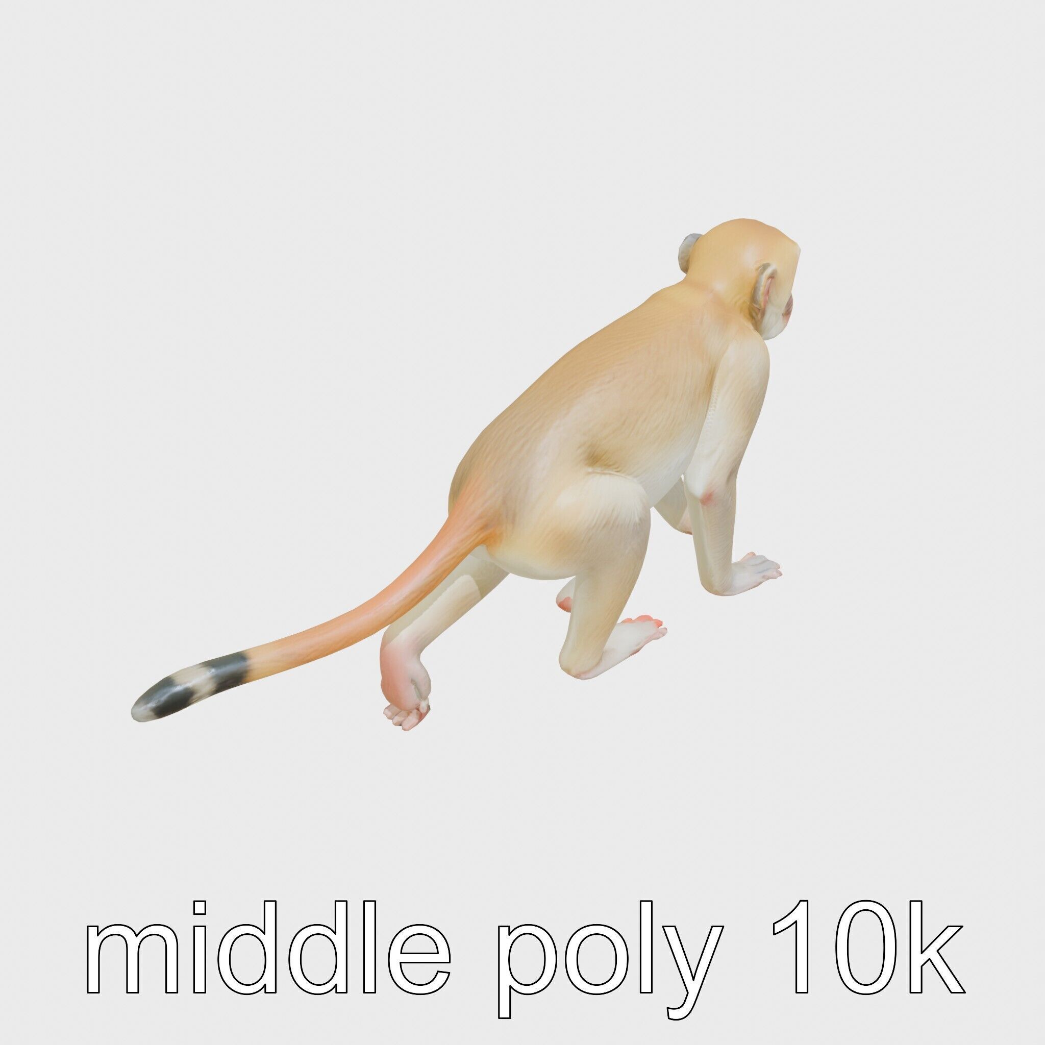 Patas Monkey Detailed 3D Model with Textured Fur Low-poly 3D model_12