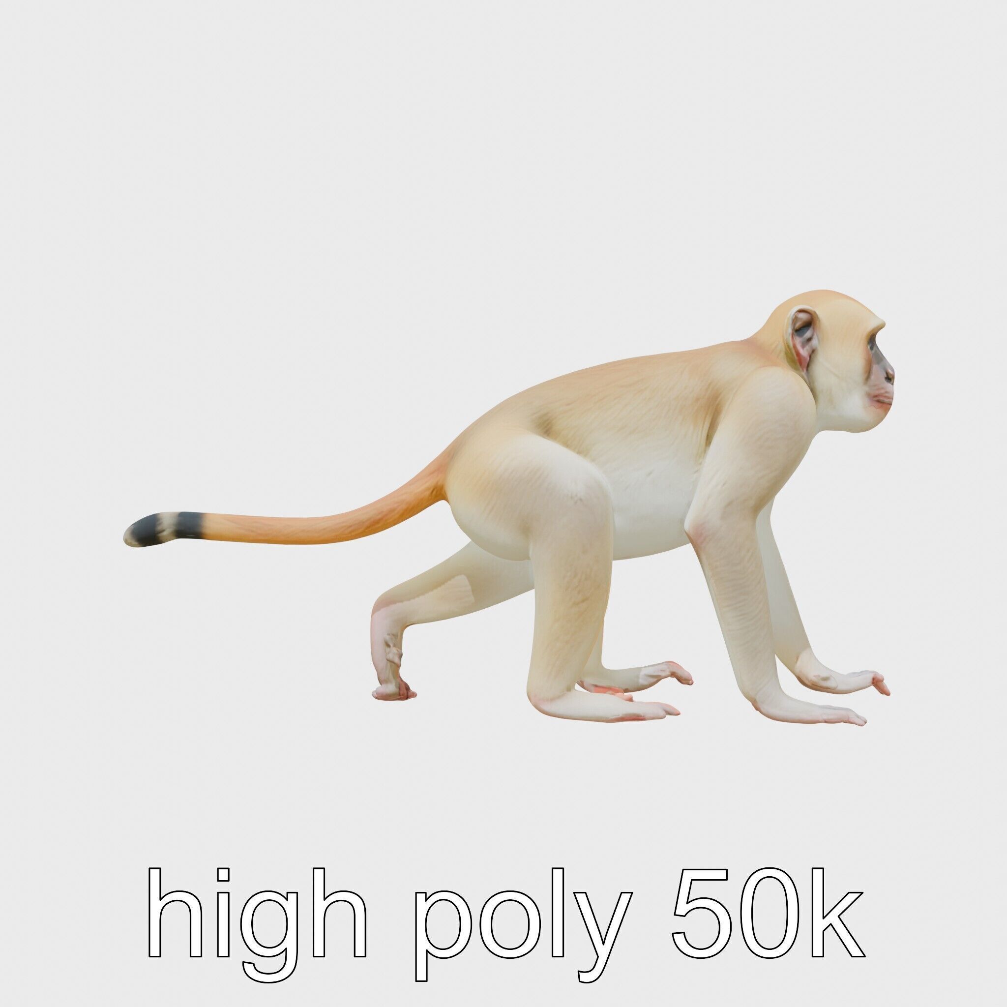 Patas Monkey Detailed 3D Model with Textured Fur Low-poly 3D model_5