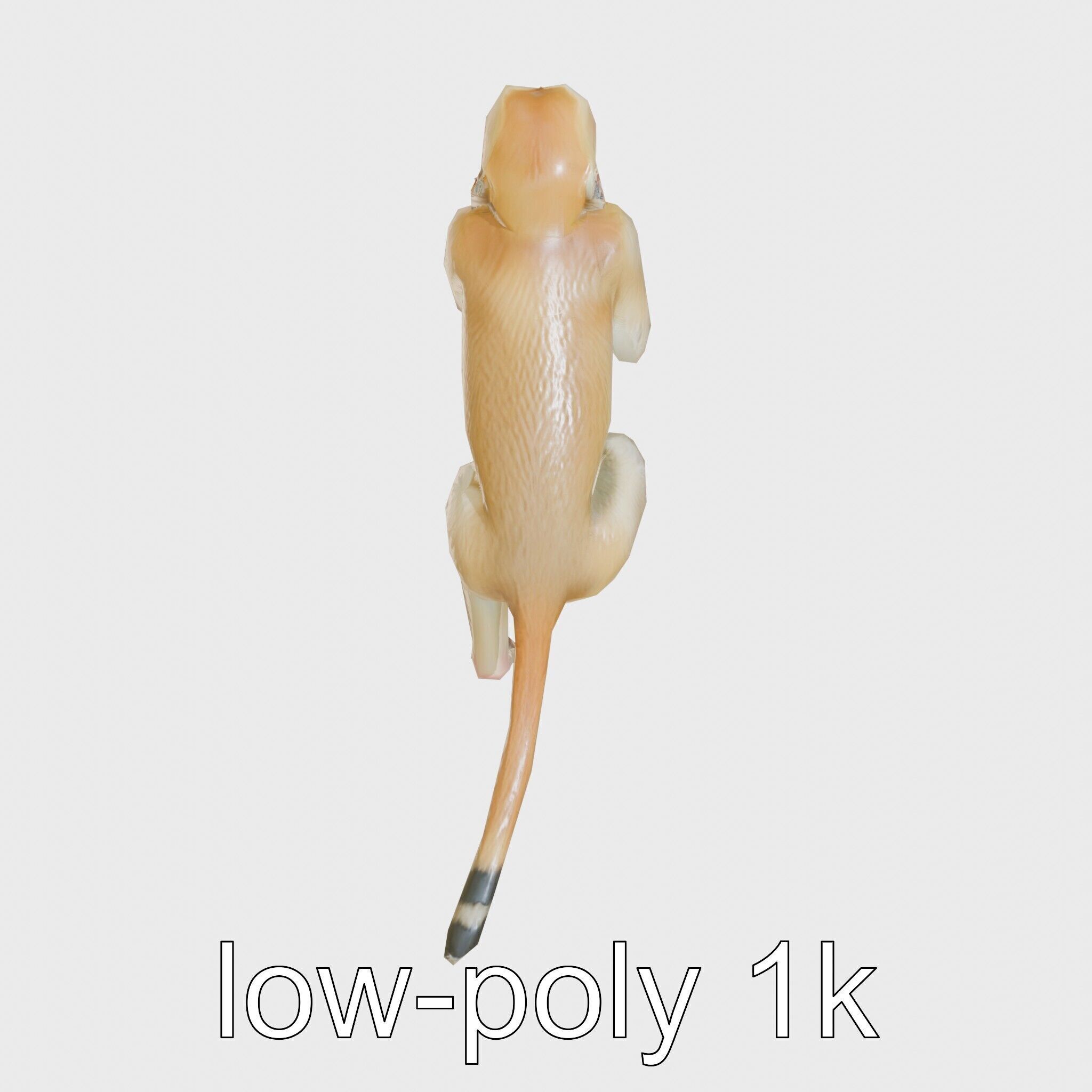 Patas Monkey Detailed 3D Model with Textured Fur Low-poly 3D model_23