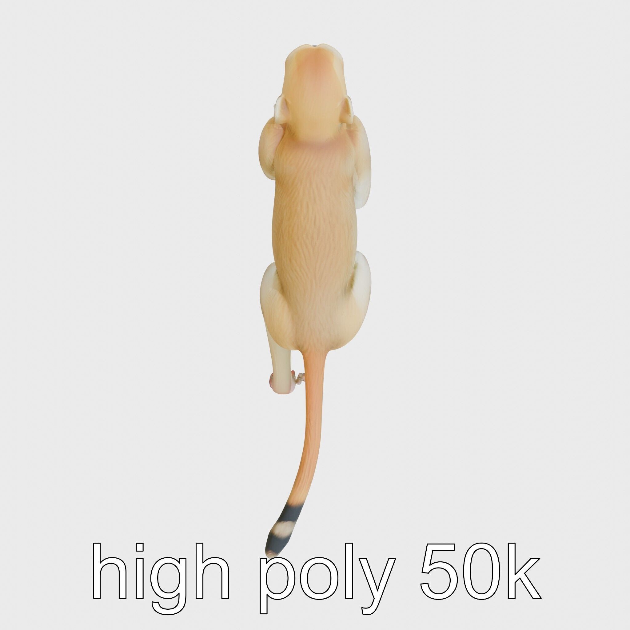 Patas Monkey Detailed 3D Model with Textured Fur Low-poly 3D model_11