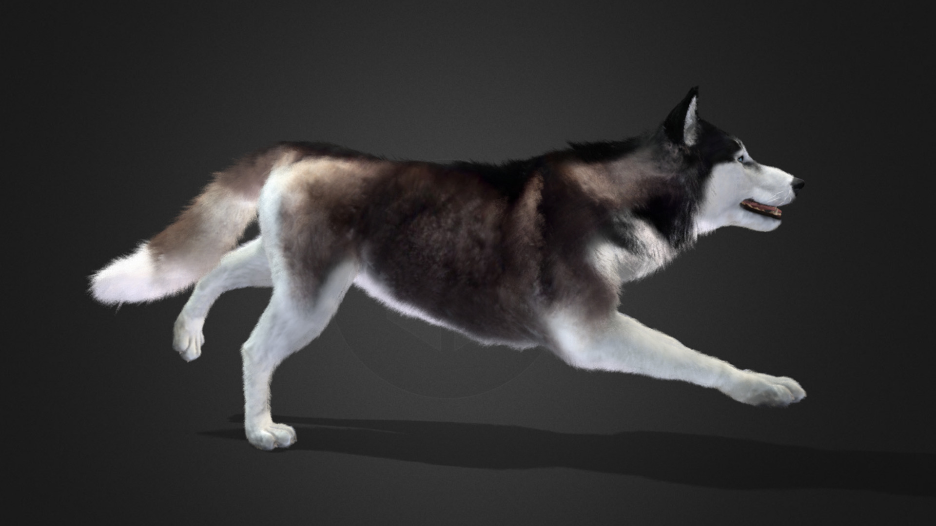 Dog - Husky Realistic Animated 3D model_8