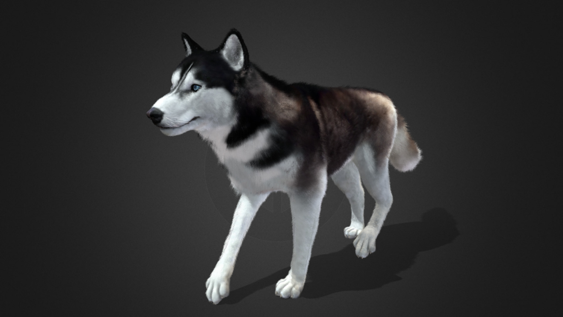 Dog - Husky Realistic Animated 3D model_15